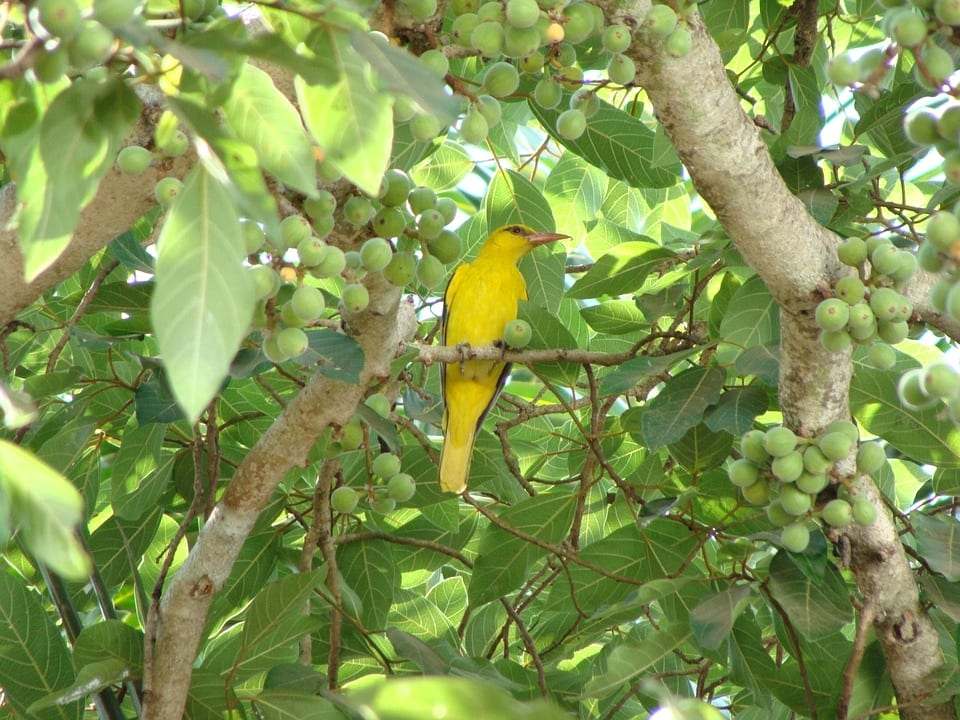 Oropéndola (Oriolus oriolus)
