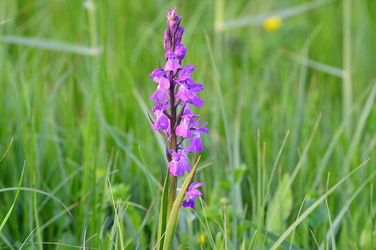orquídeas (Orchis palustris)