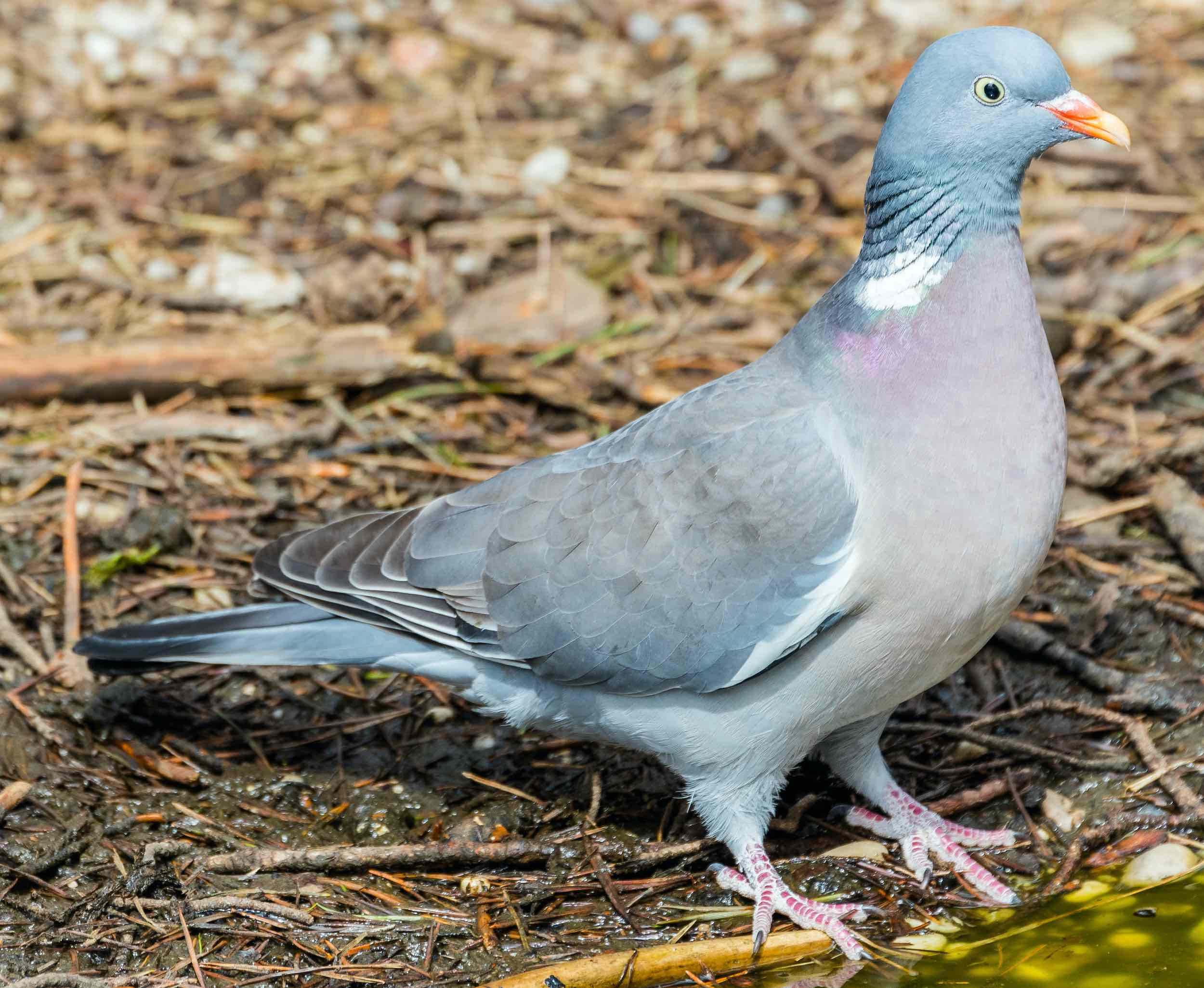 Paloma torcaz (Columba palumbus)