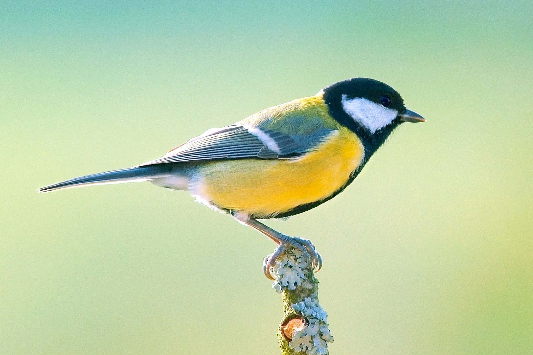 Carbonero común (Parus major)