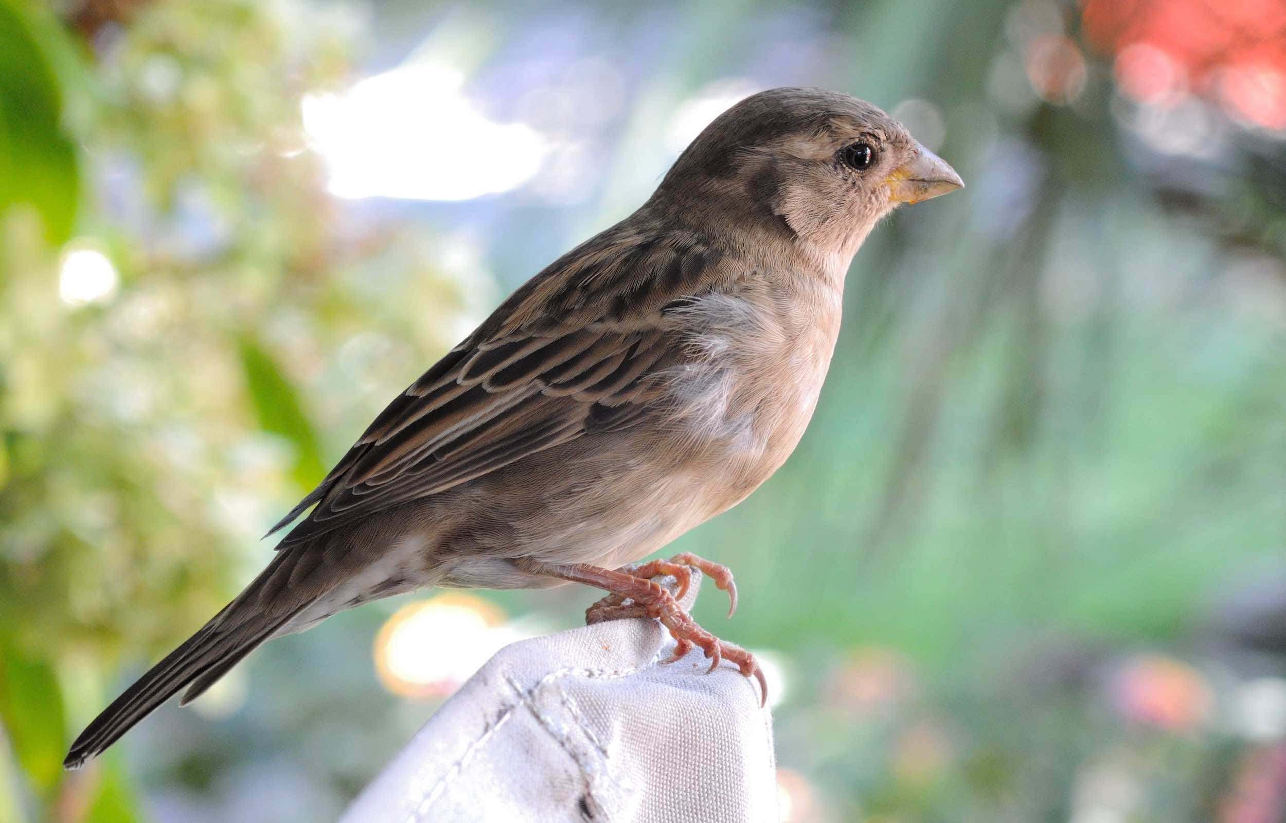 gorrión común (Passer domesticus)