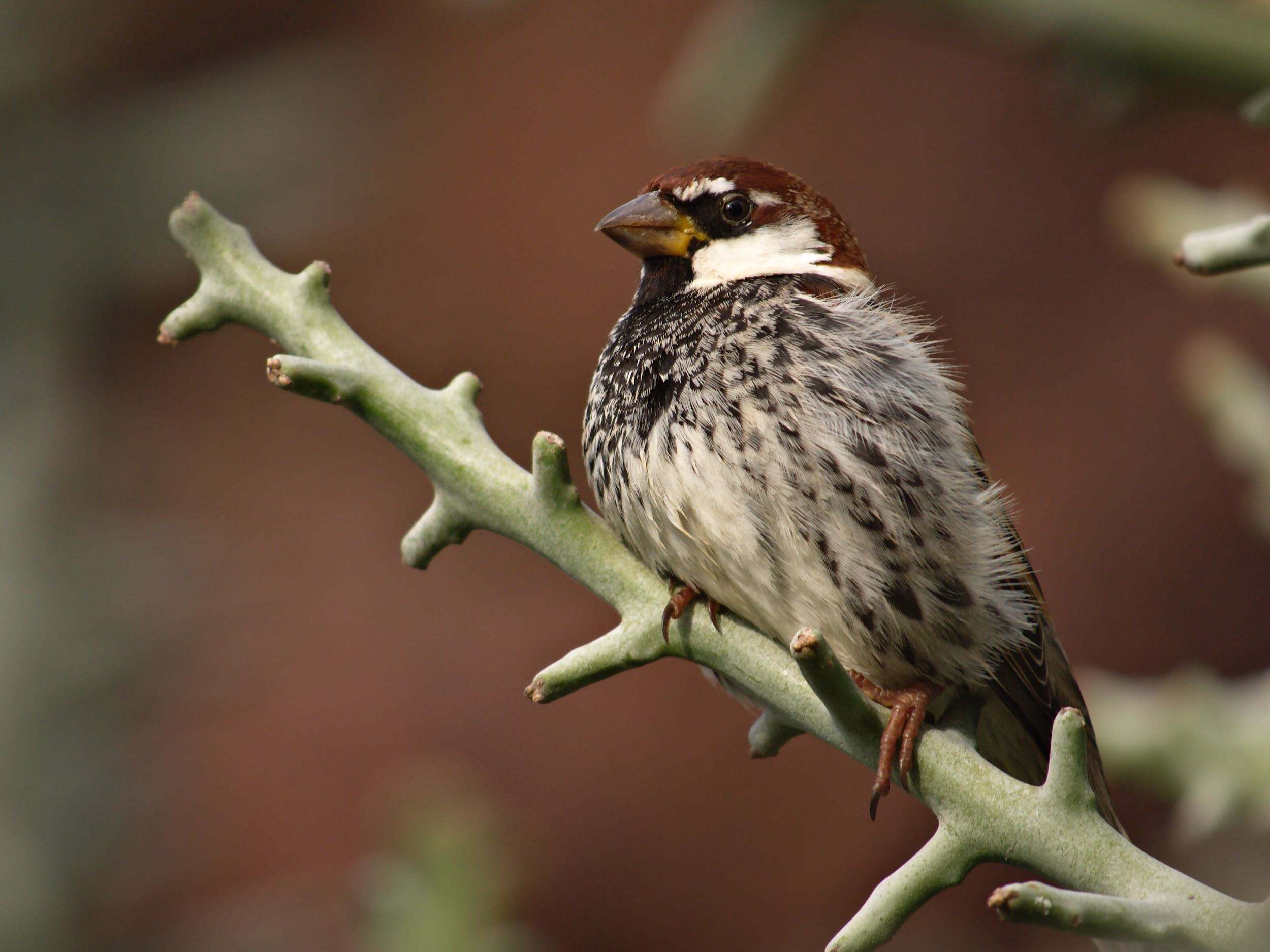 Gorrión moruno (Passer hispaniolensis)