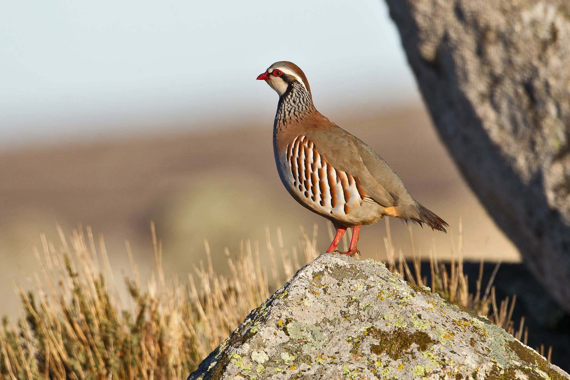 Perdiz roja (Alectoris rufa)