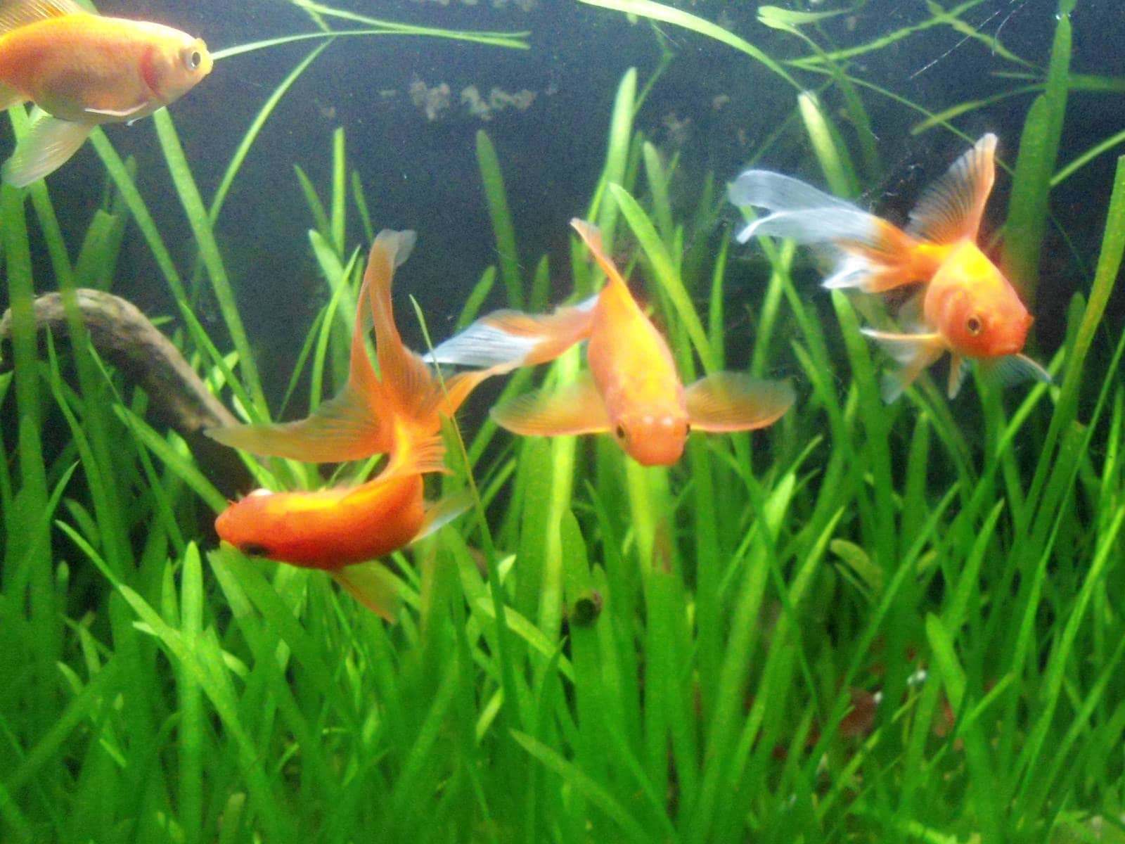 Pez rojo (Carassius auratus)