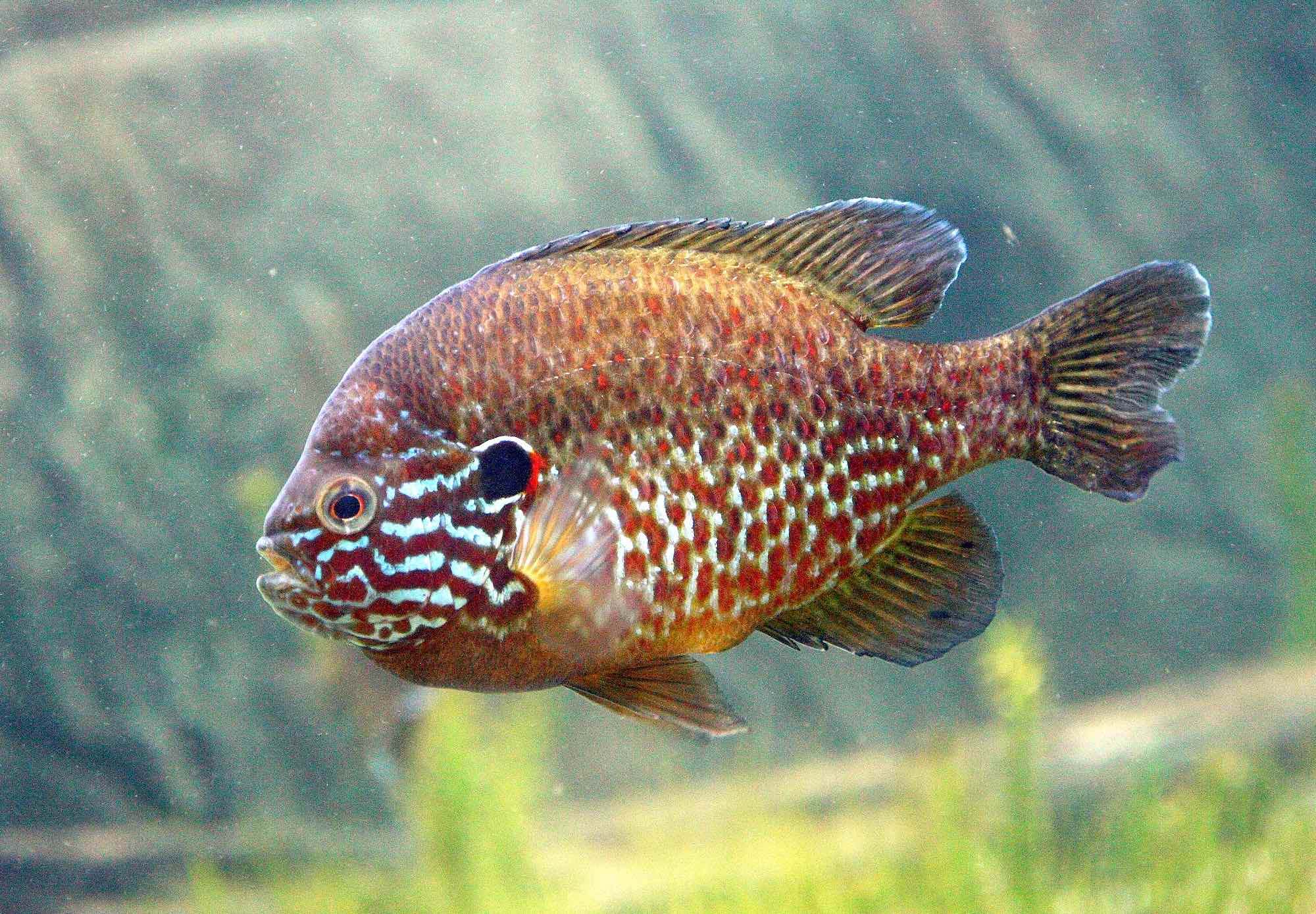 Pez sol (Lepomis gibbosus)