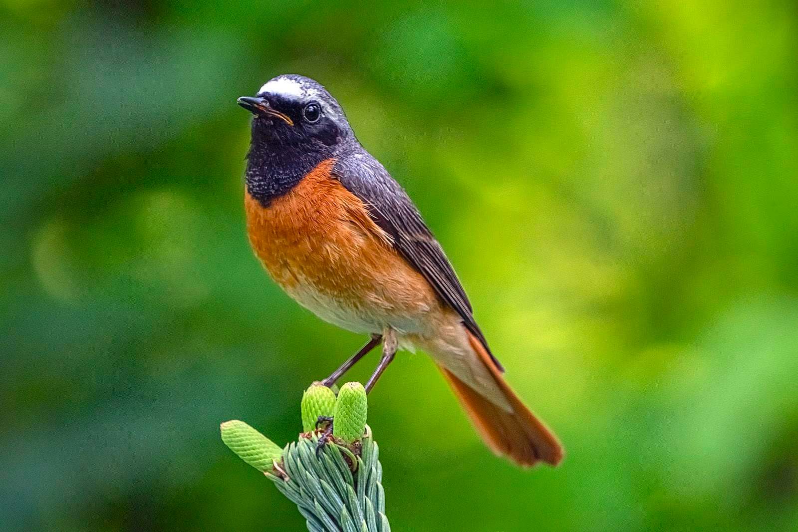 Colirrojo real (Phoenicurus phoenicurus) ave de bosque esclerófilo en cabañeros