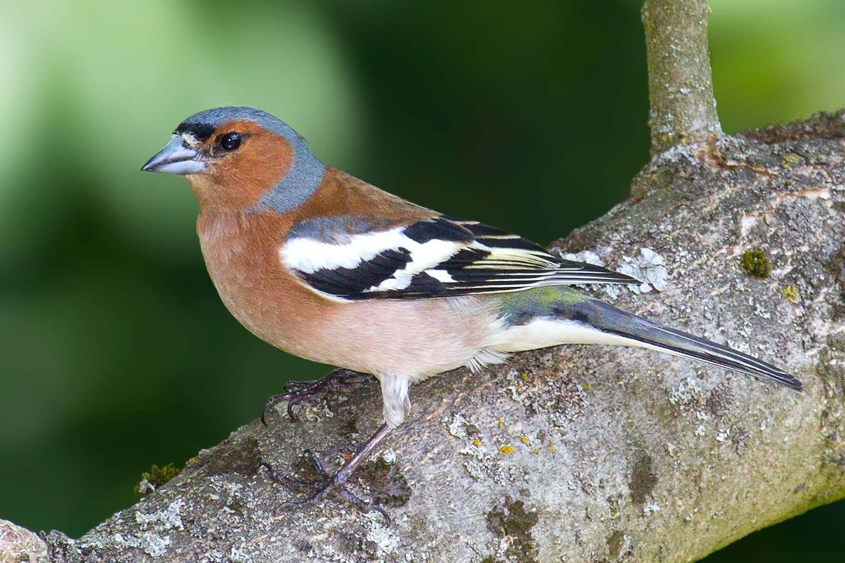 Pinzón vulgar (Fringilla coelebs)