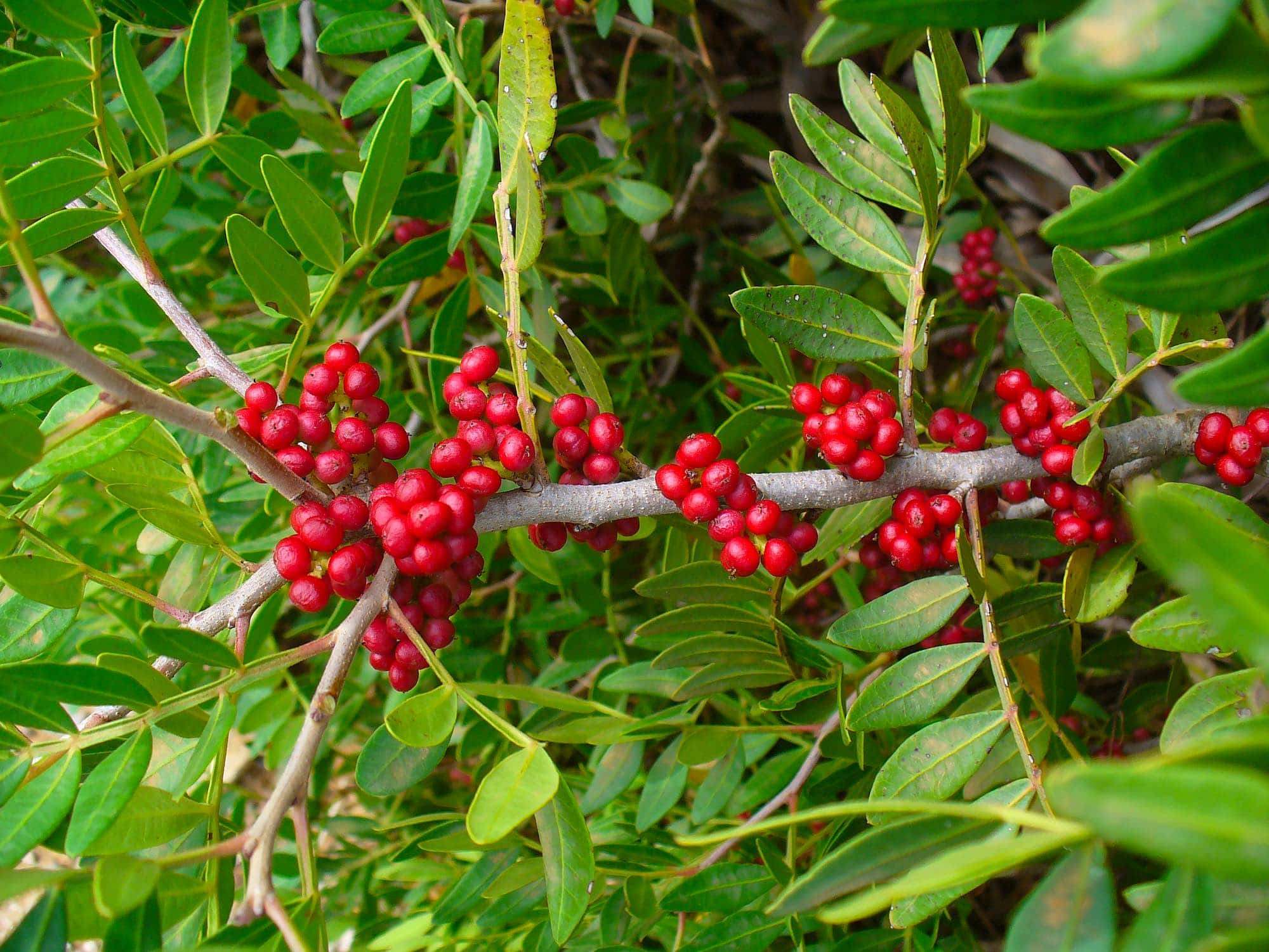 Lentisco (Pistacia lentiscus)