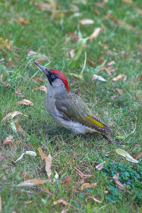 pito real (Picus Viridis)