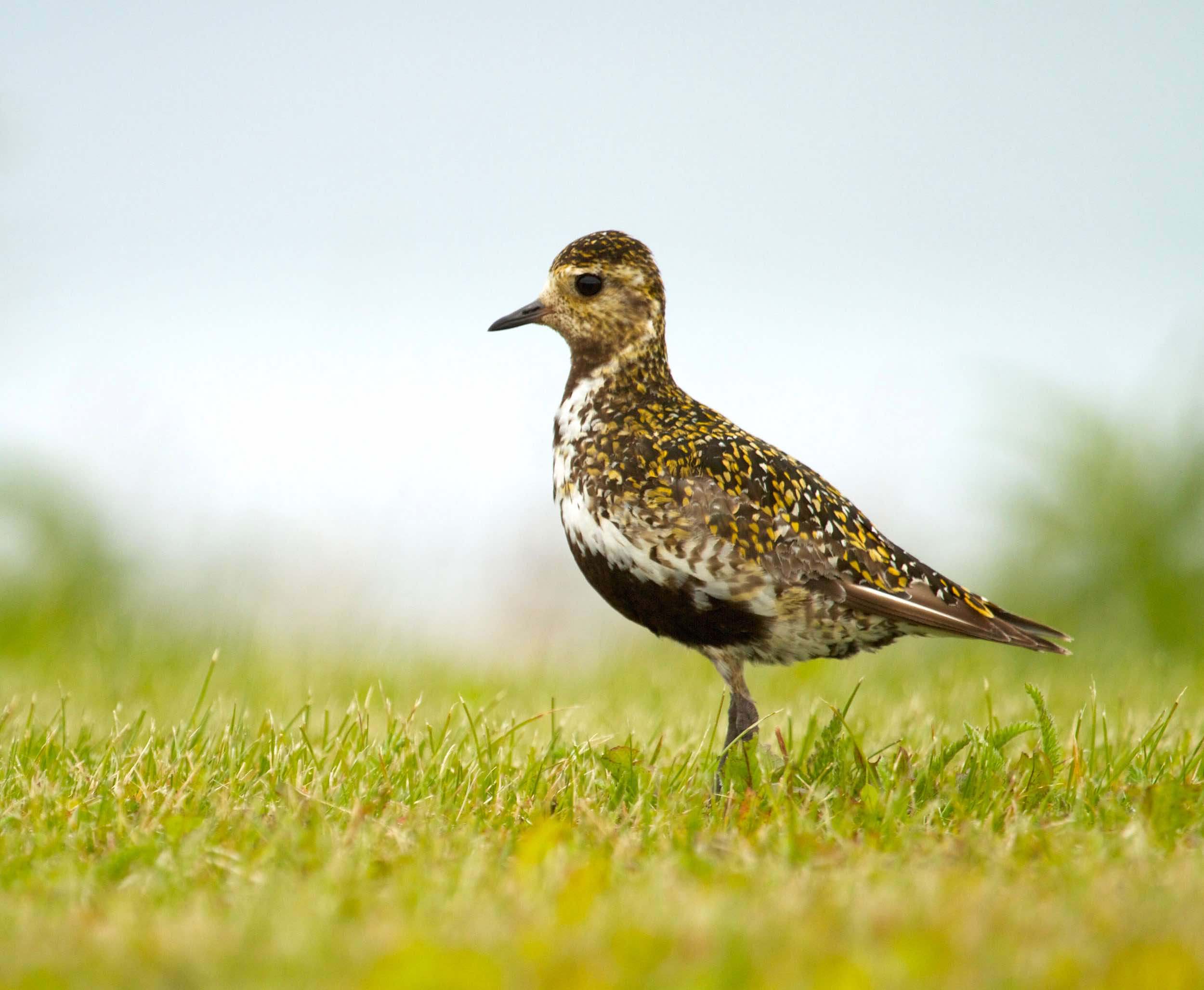 Chorlito dorado (Pluvialis apricaria)