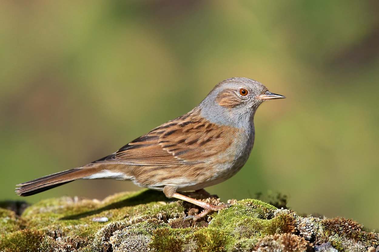 Acentor común (Prunella modularis) ave de bosque esclerófilo en cabañeros