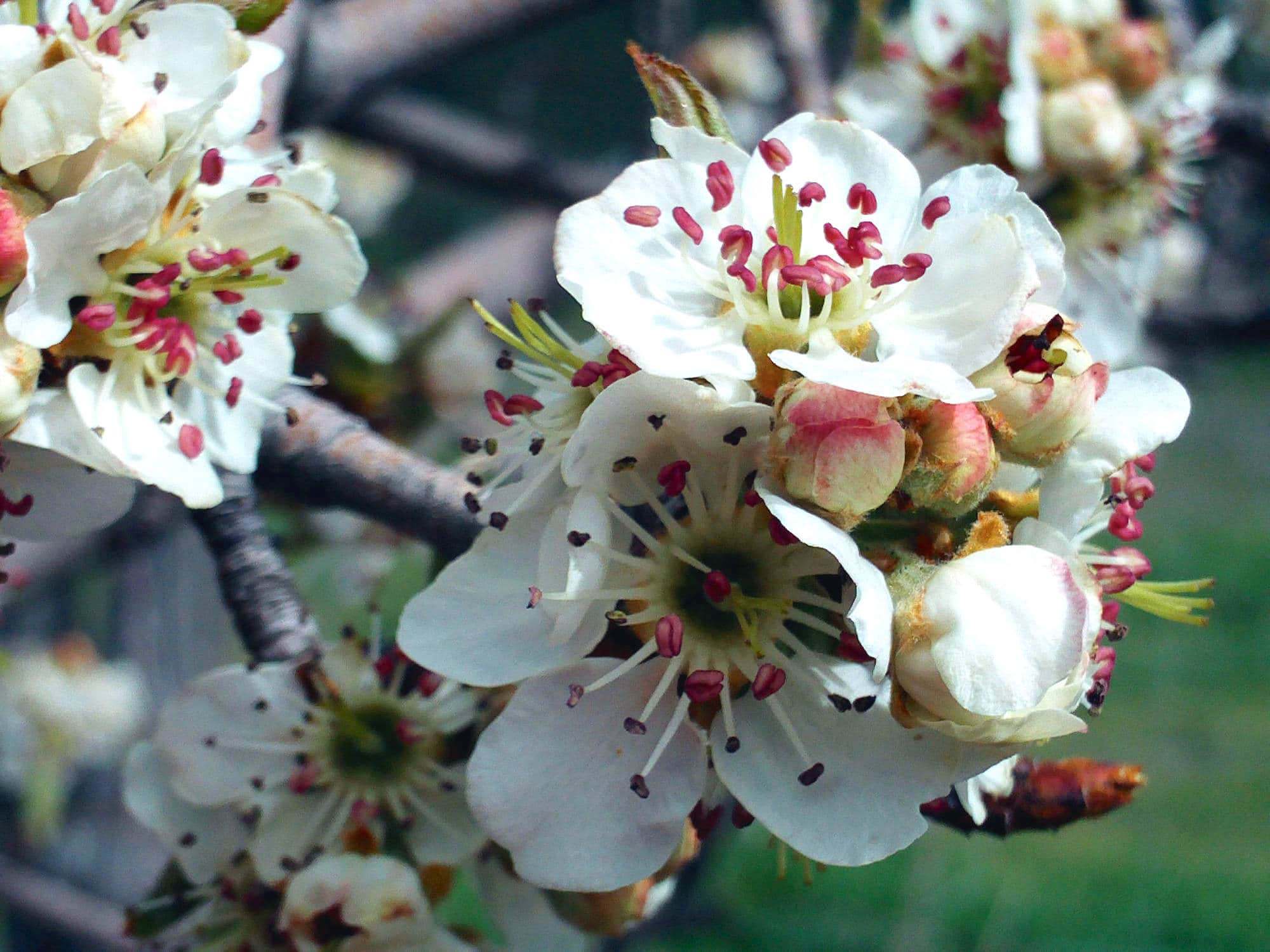 Piruétano (Pyrus bourgaeana)