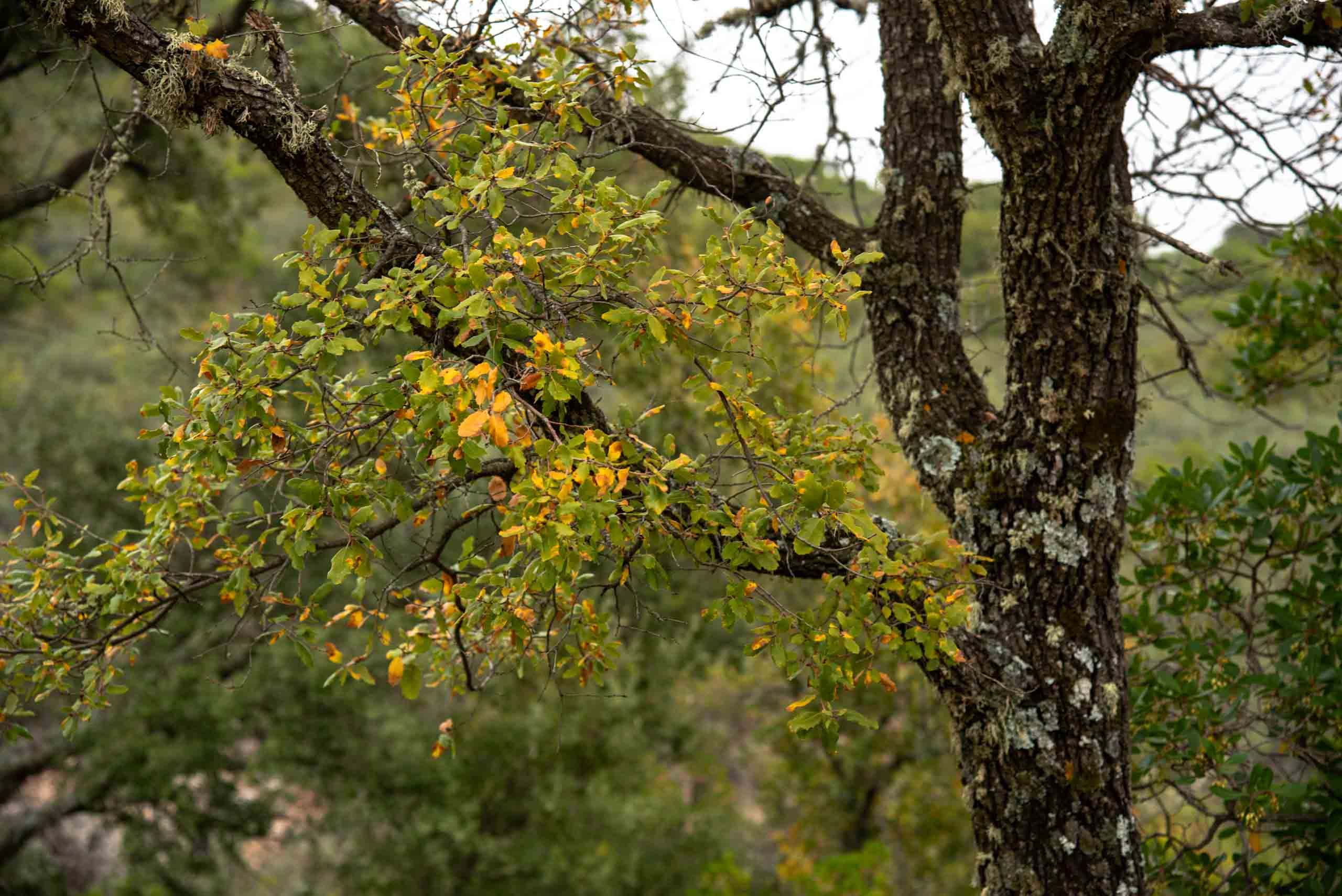 Hojas de quejigo en la Viñuela