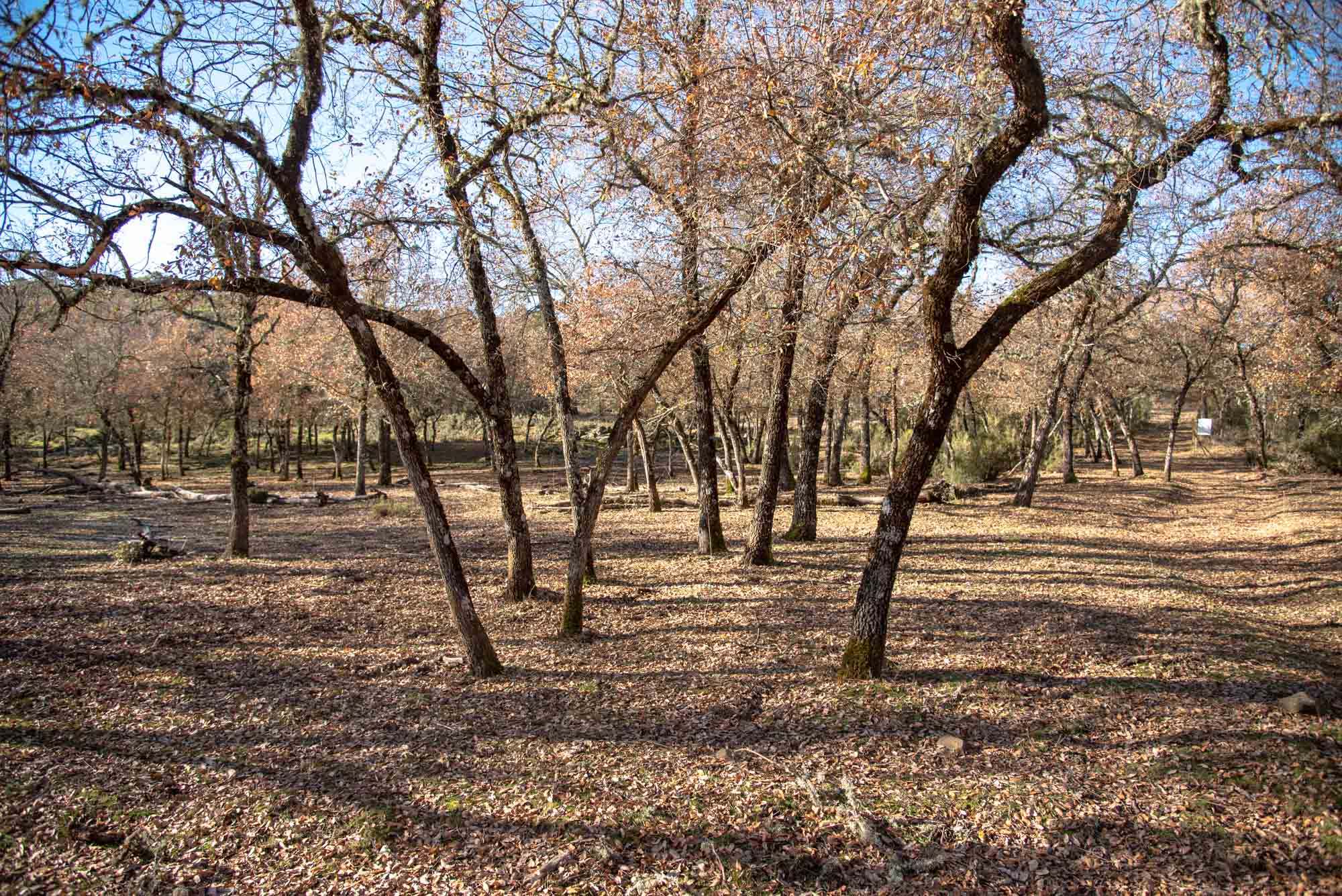 Quejigares quejigos gargantilla3
