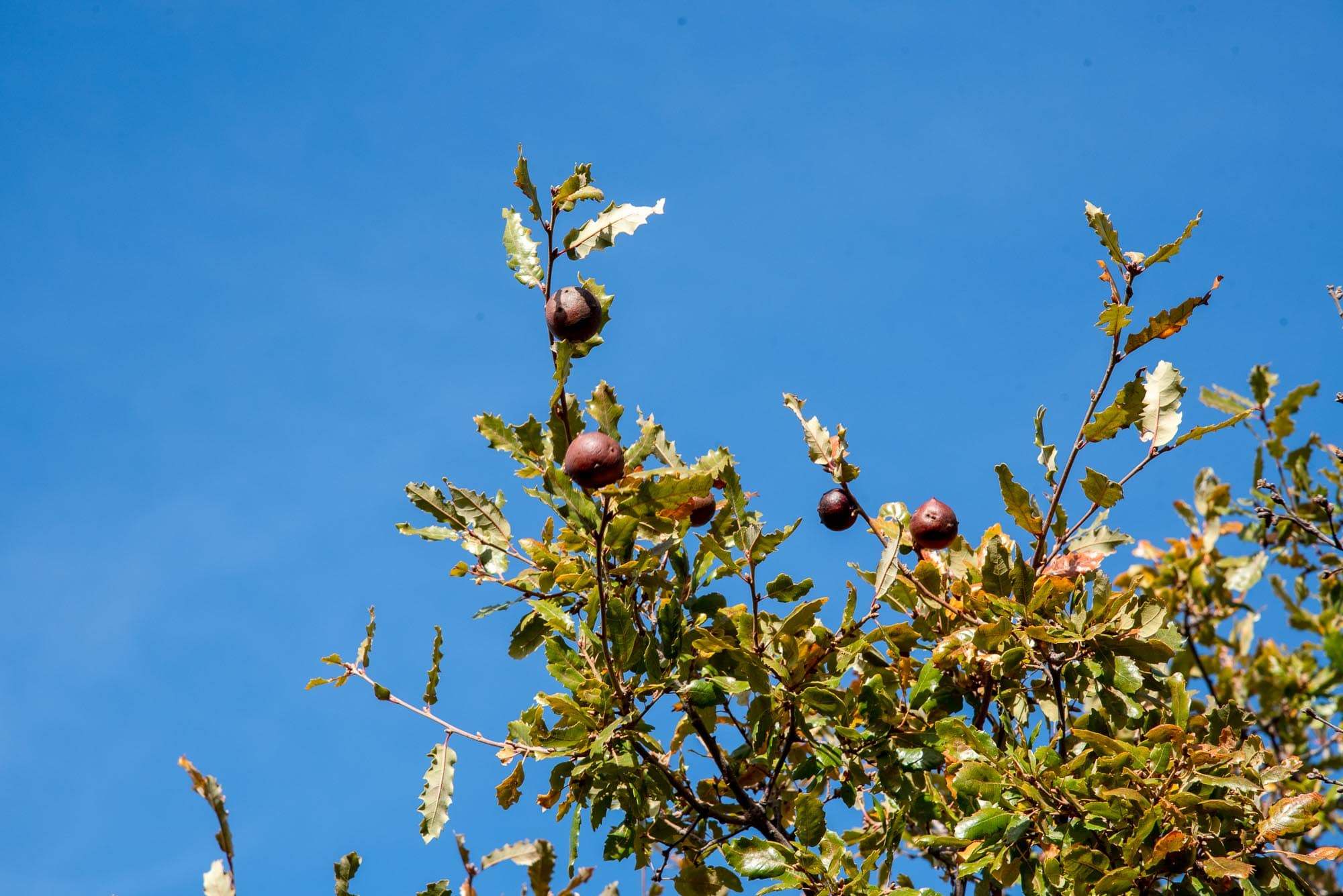 quejigo agallas Quercus faginea plaza de los moros