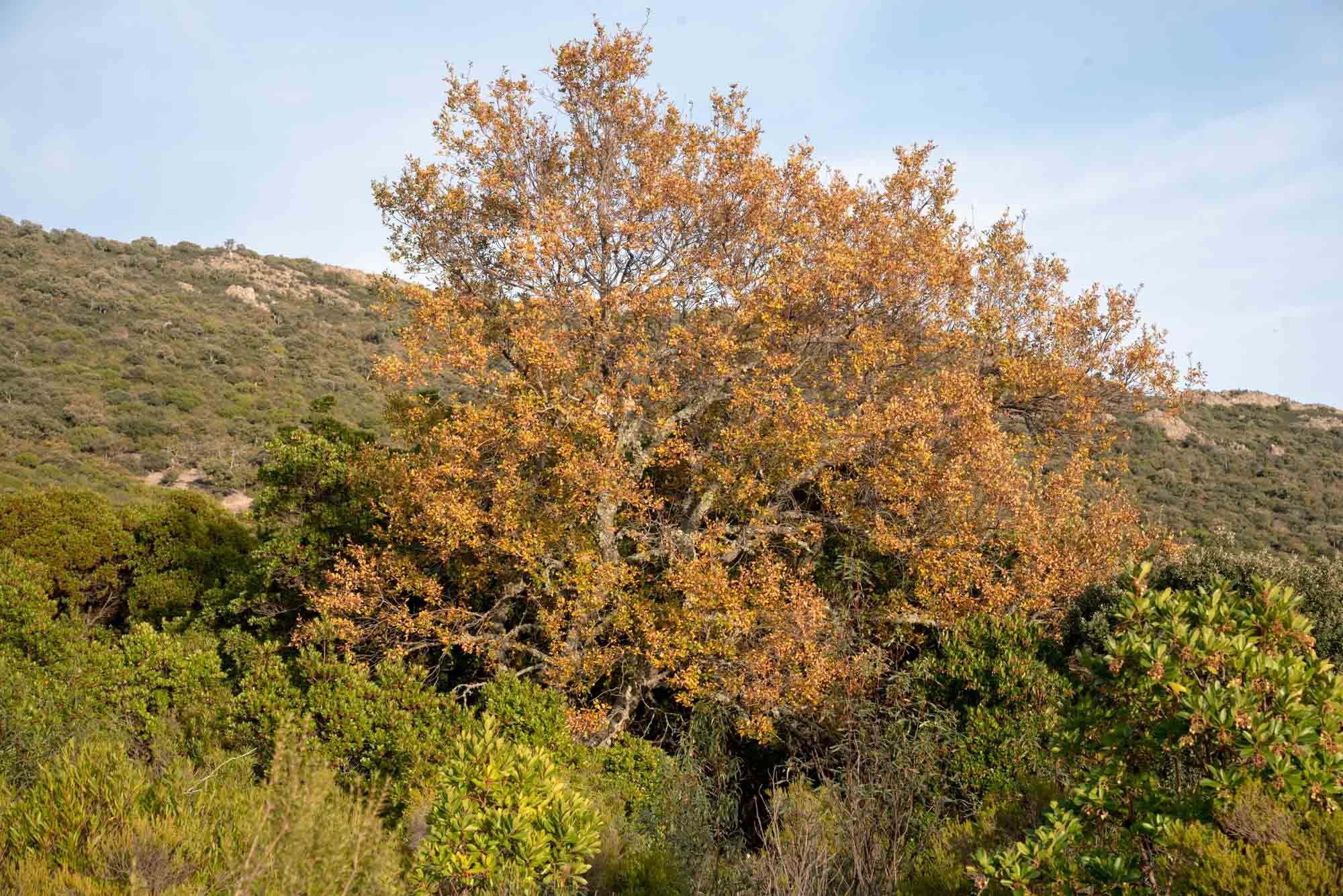 quejigo en la viñuela