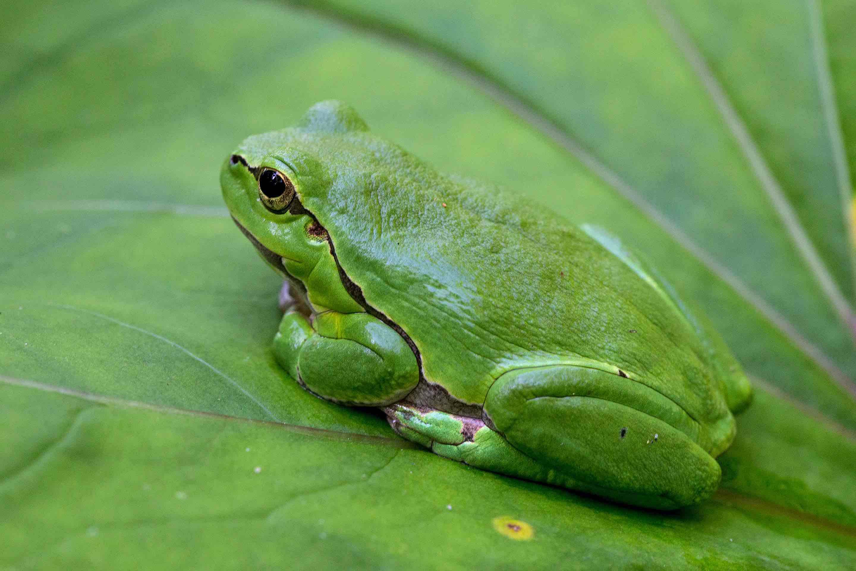 Rana de San Antonio (Hyla arborea)