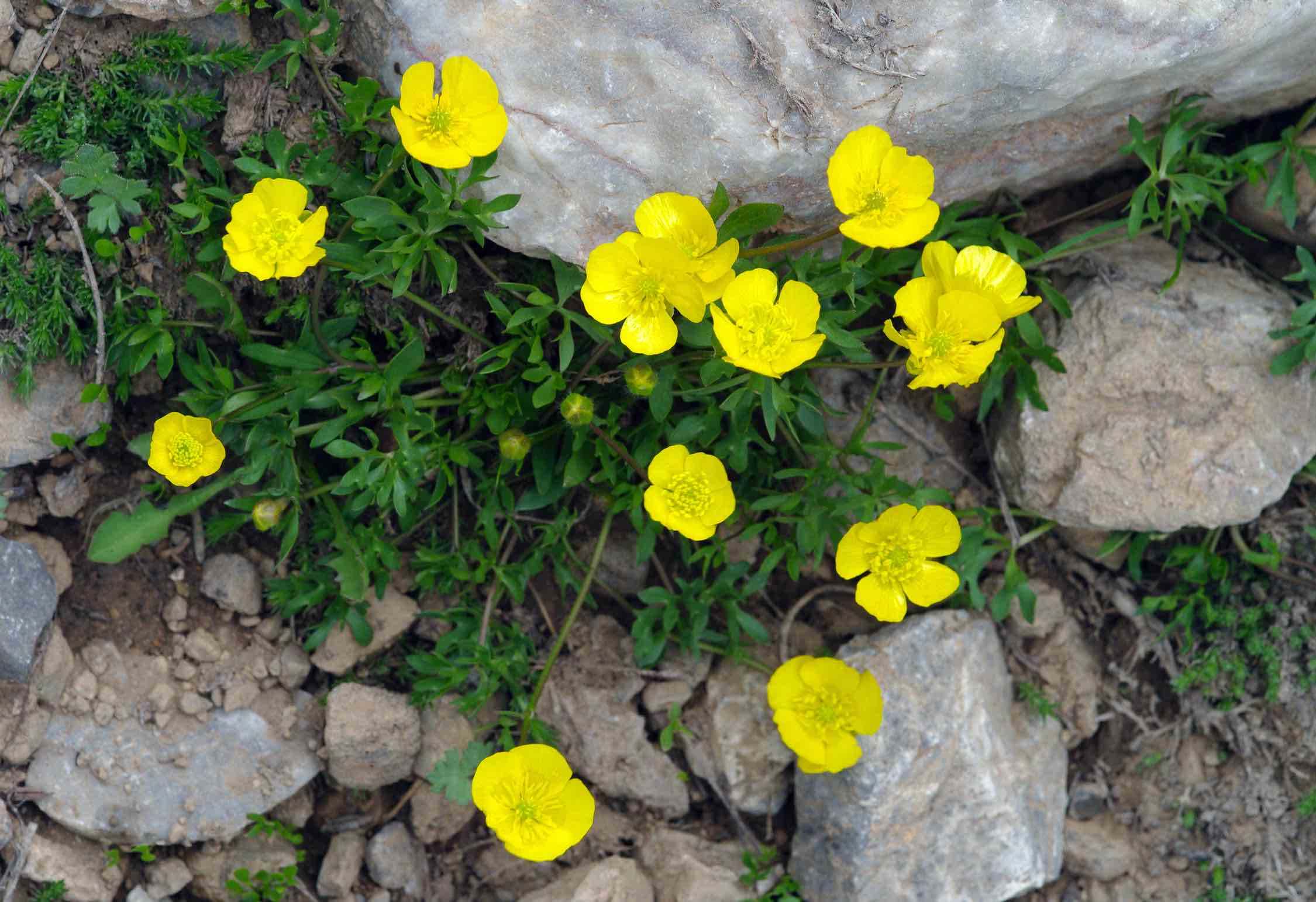 ranúnculos Ranunculus sp