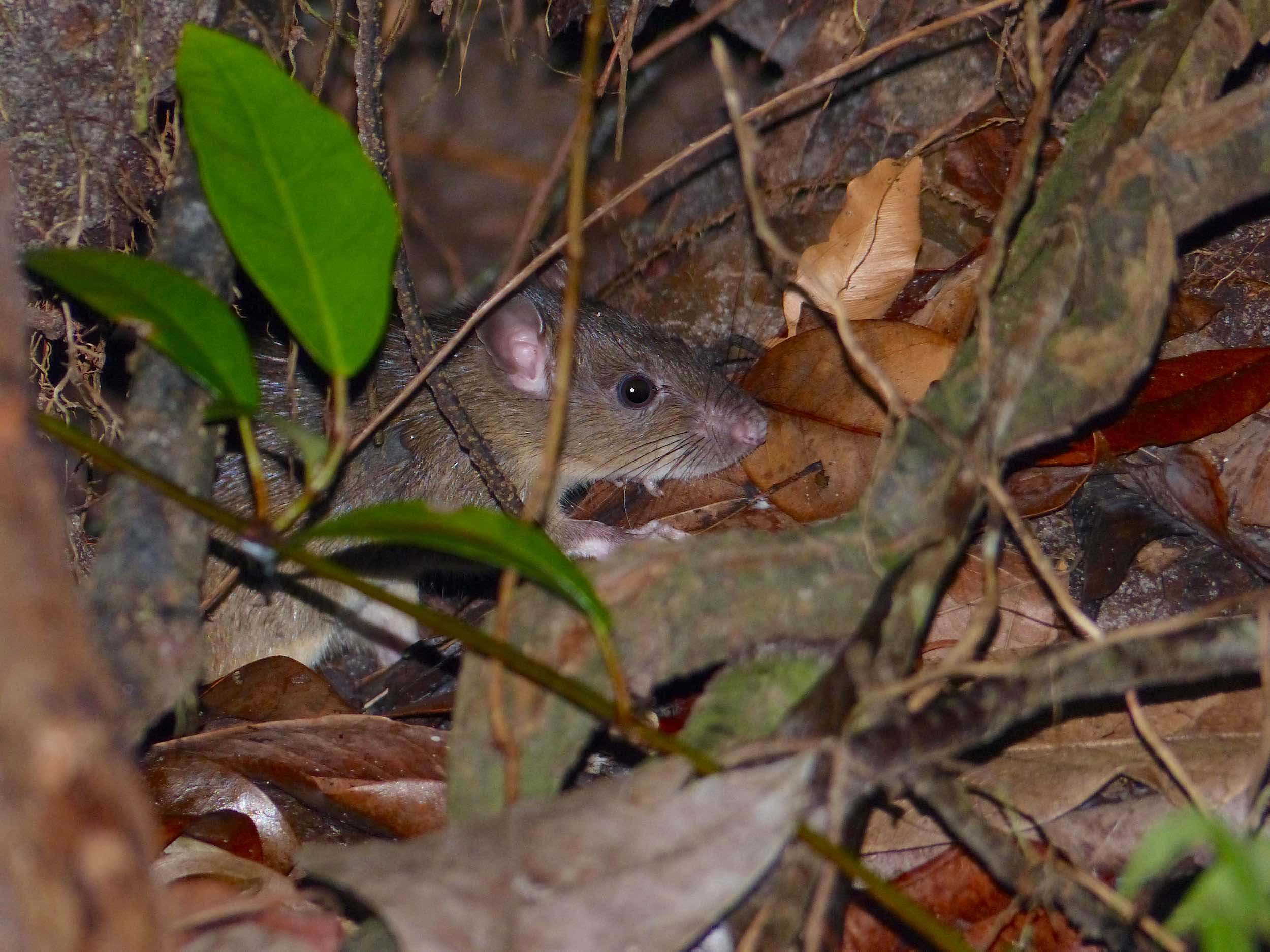 rata negra (Rattus rattus) mamífero