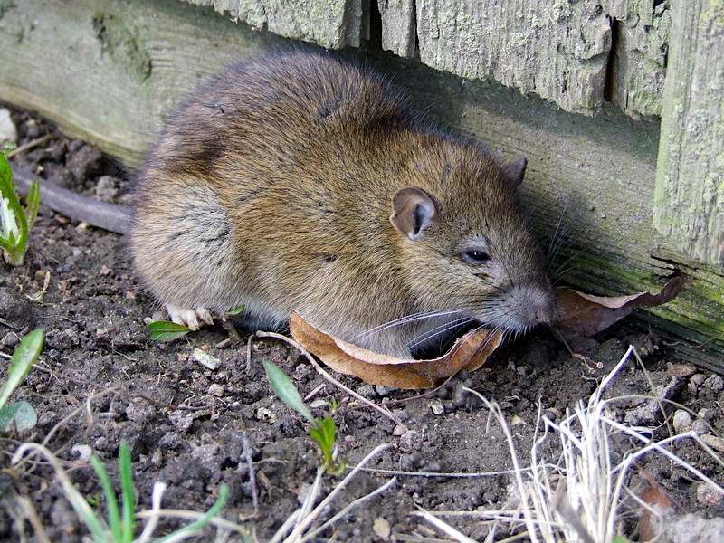 rata común o parda (Rattus norvegicus) mamífero