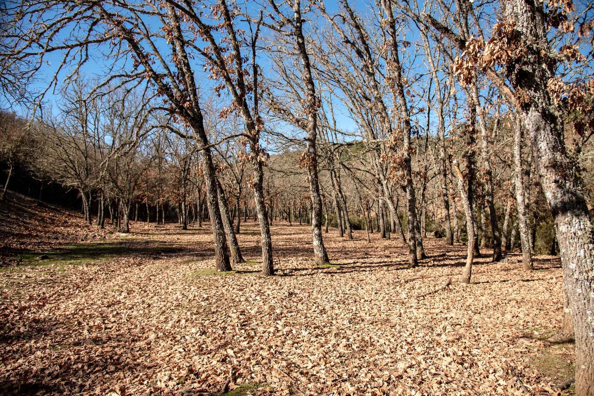 Rebollar de Gargantilla