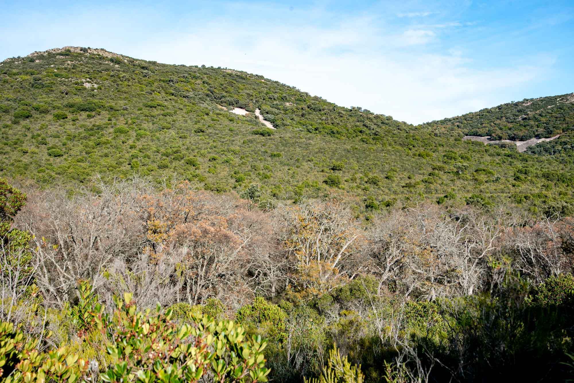 Rebollar en la Viñuela
