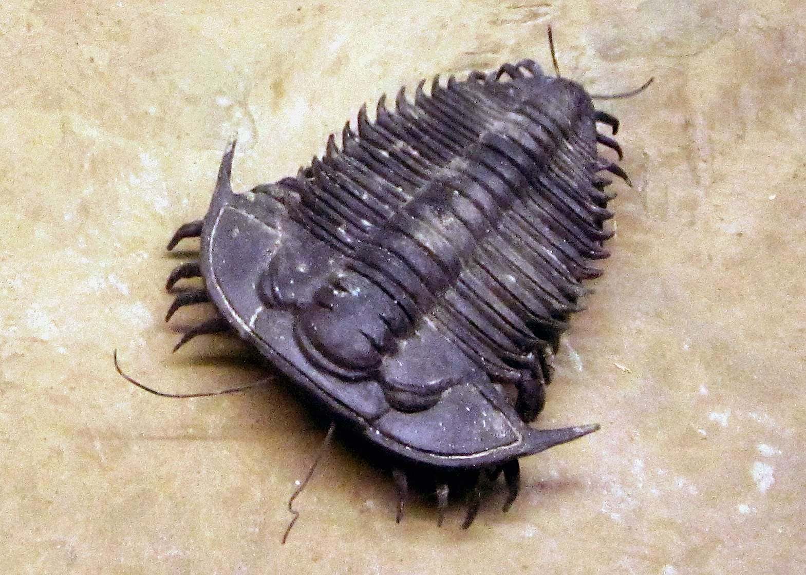 recreacion real trilobites