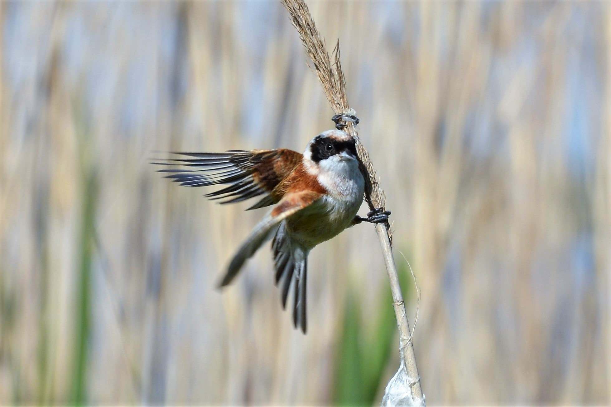 Pájaro Moscón (Remiz pendulinus)