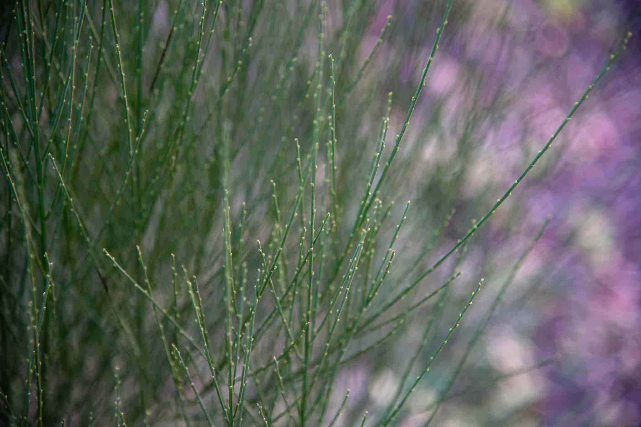 Retama blanca (Cytisus multiflorus)