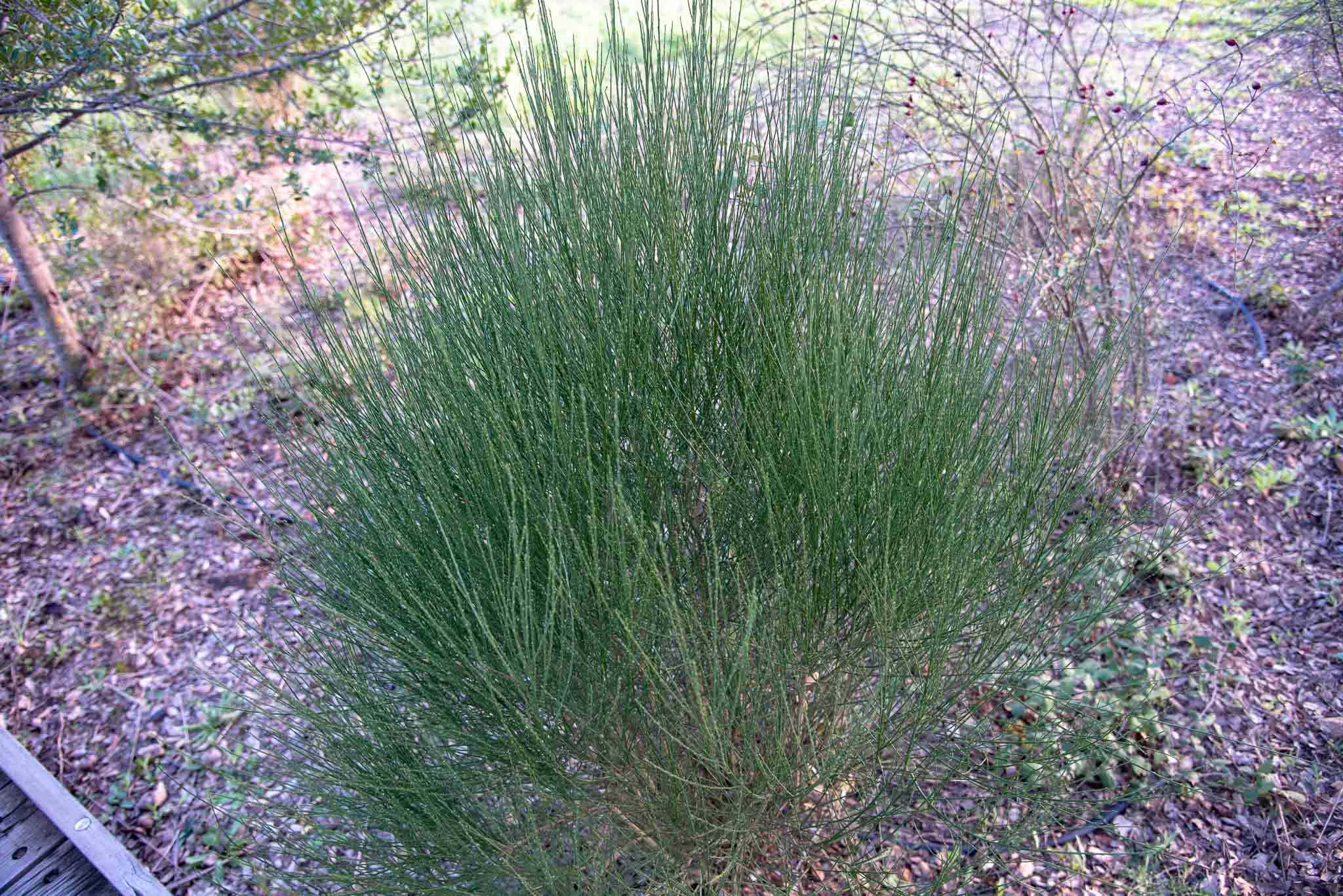 Retama blanca (Cytisus multiflorus)