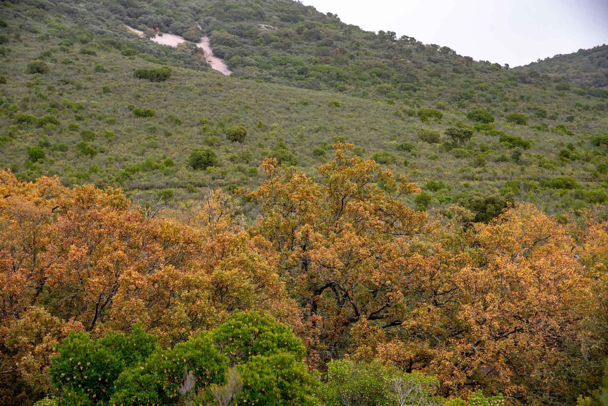 Rebollar en la Viñuela en otoño