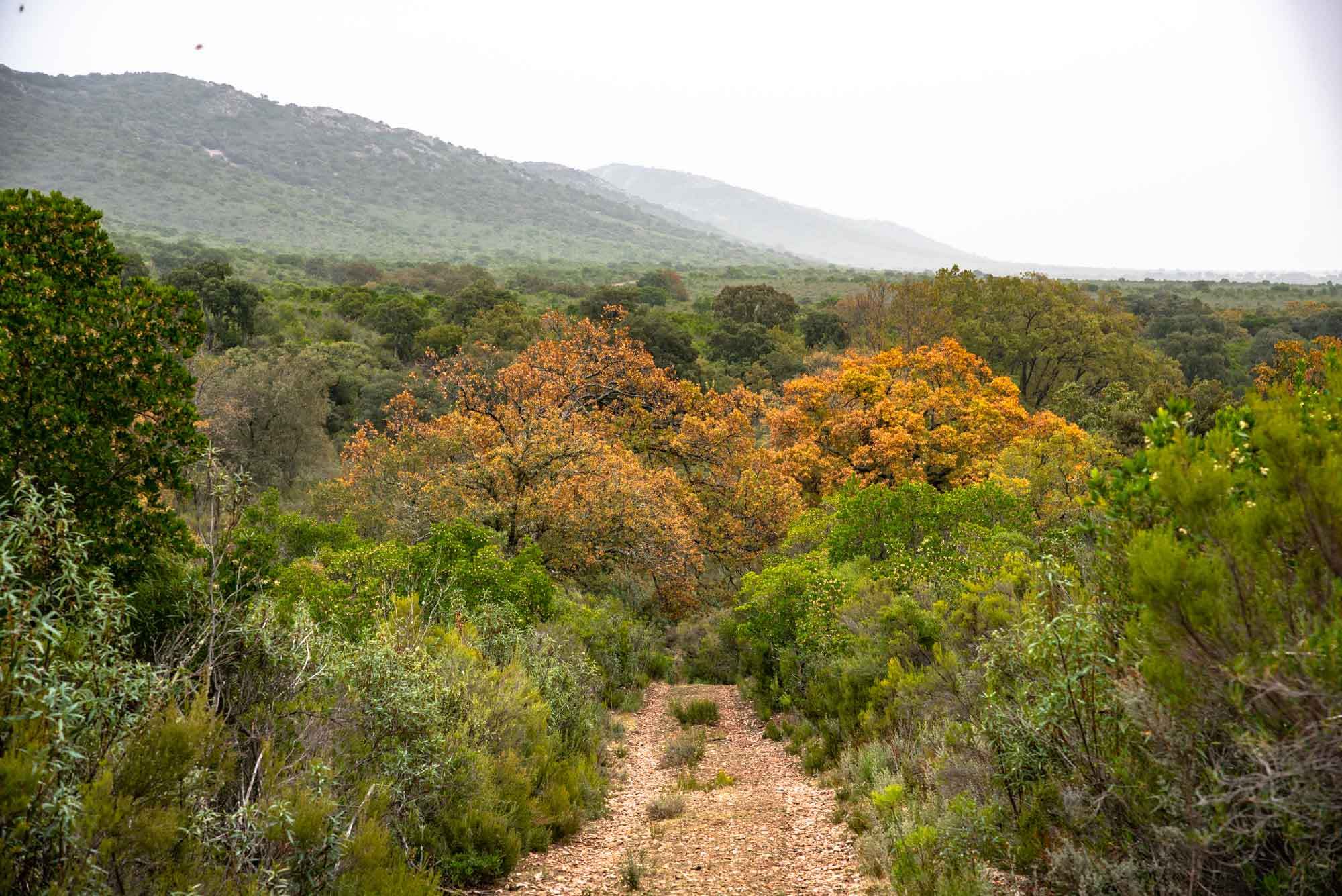 Rebollar en la Viñuela en otoño