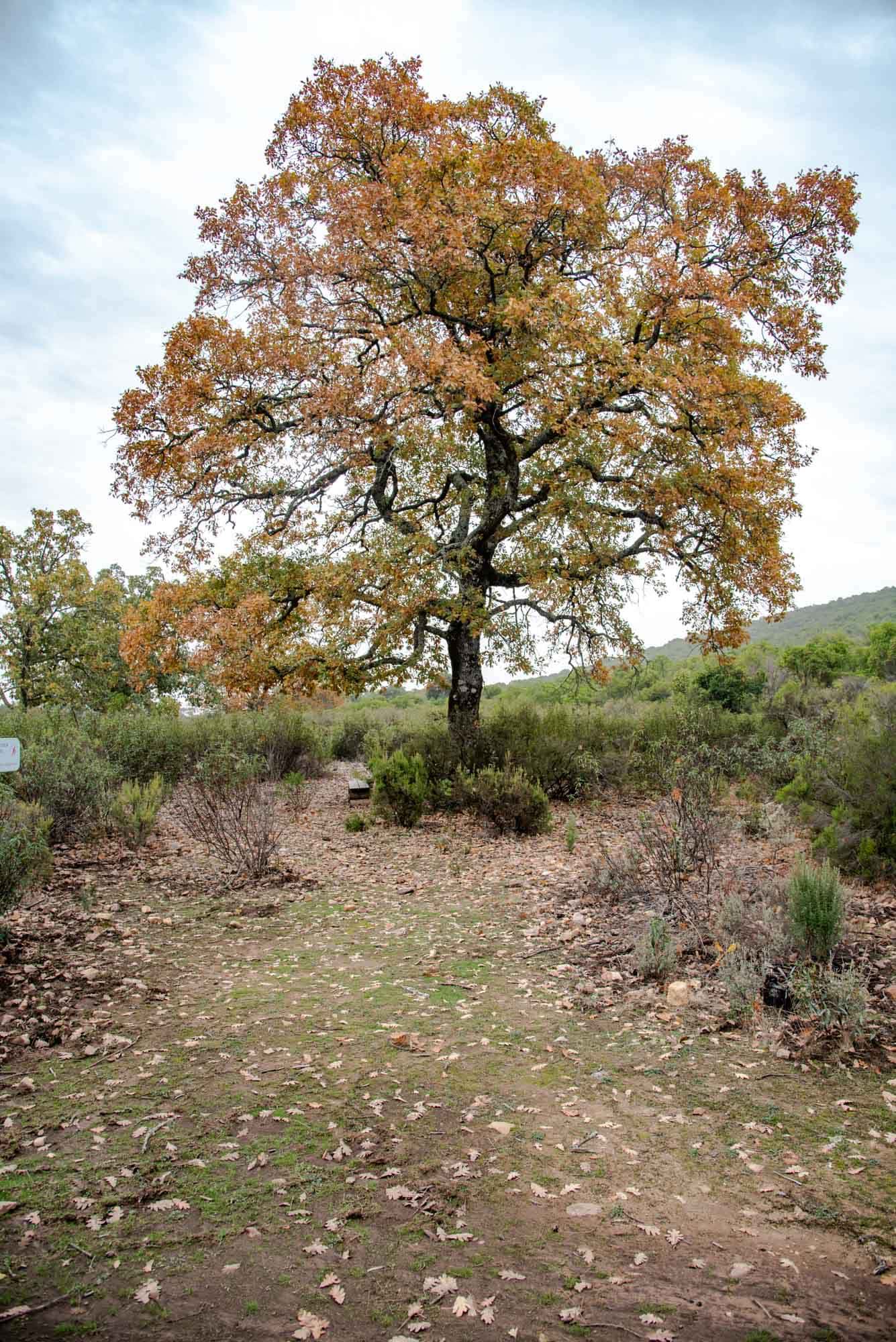 Roble en la Viñuela