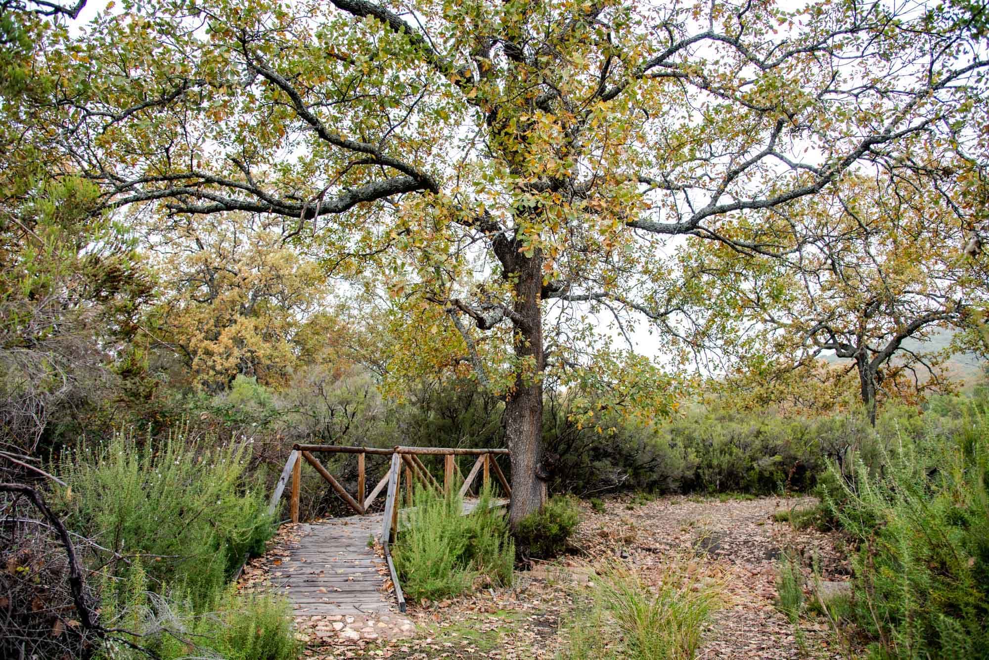 Roble en la Viñuela