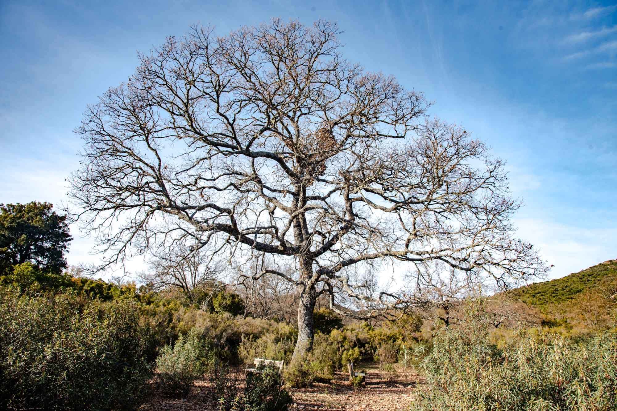 Roble en la Viñuela
