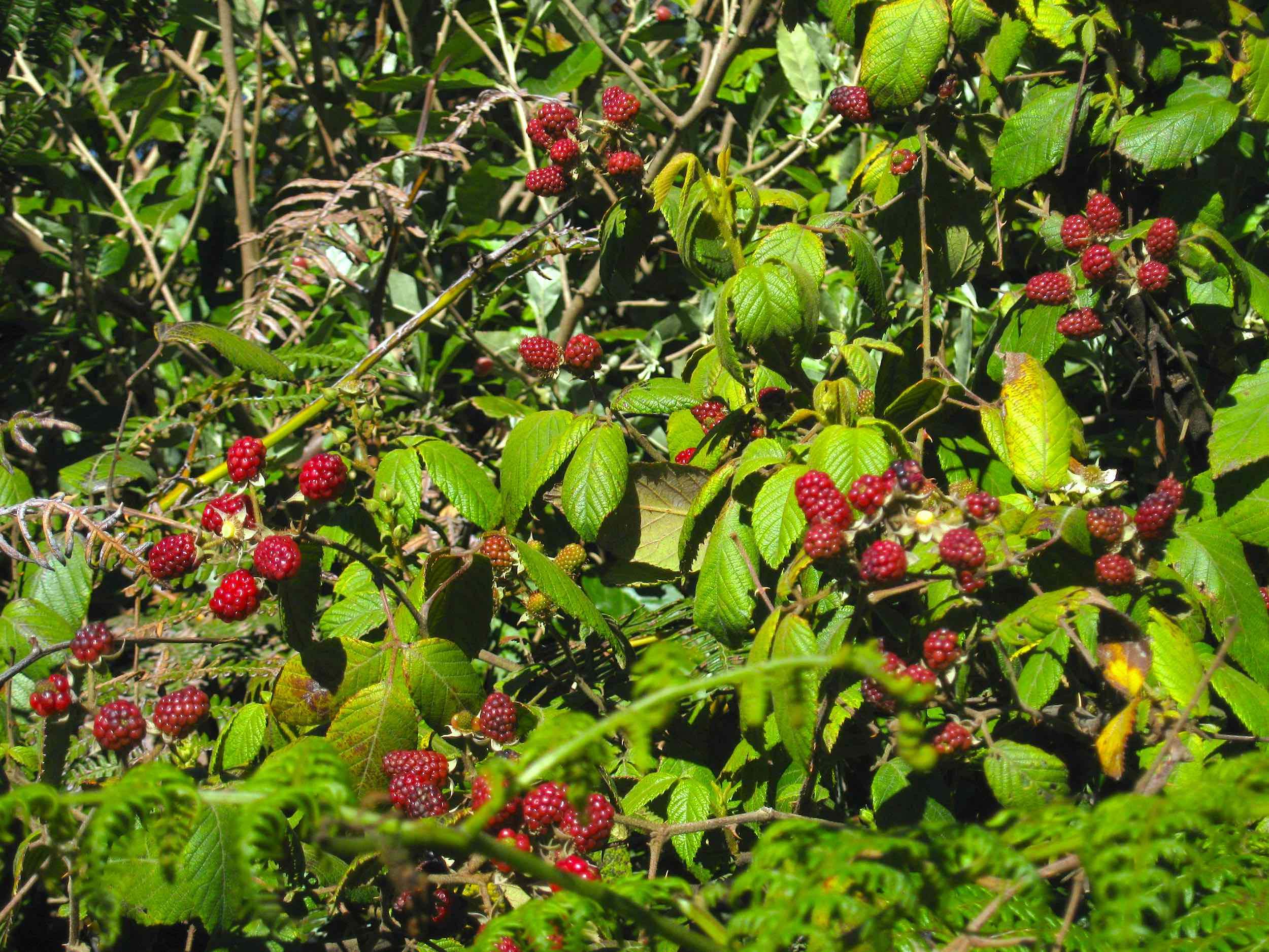 zarzamora (Rubus sp.)