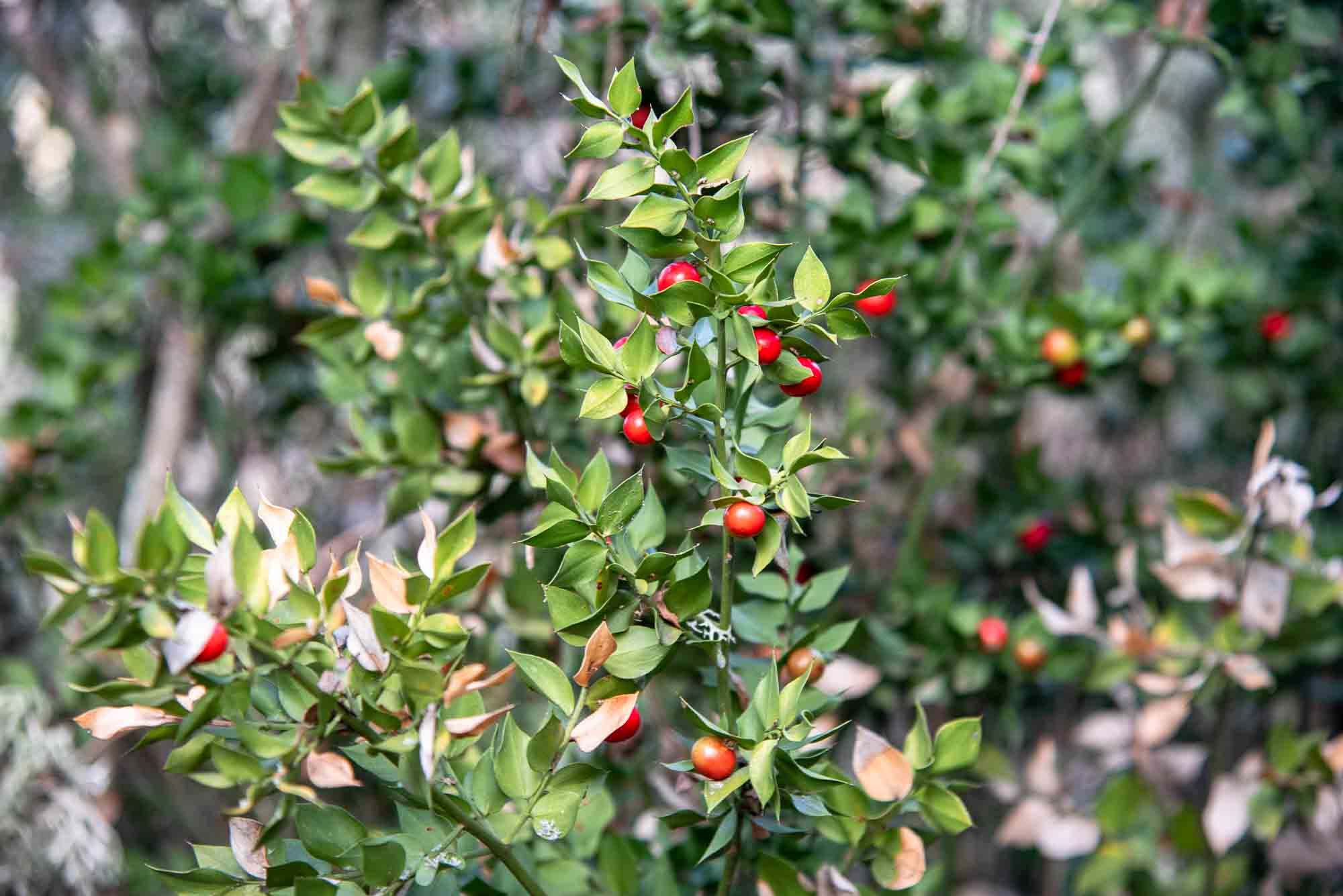 Rusco (Ruscus acaleatus) plaza de los moros