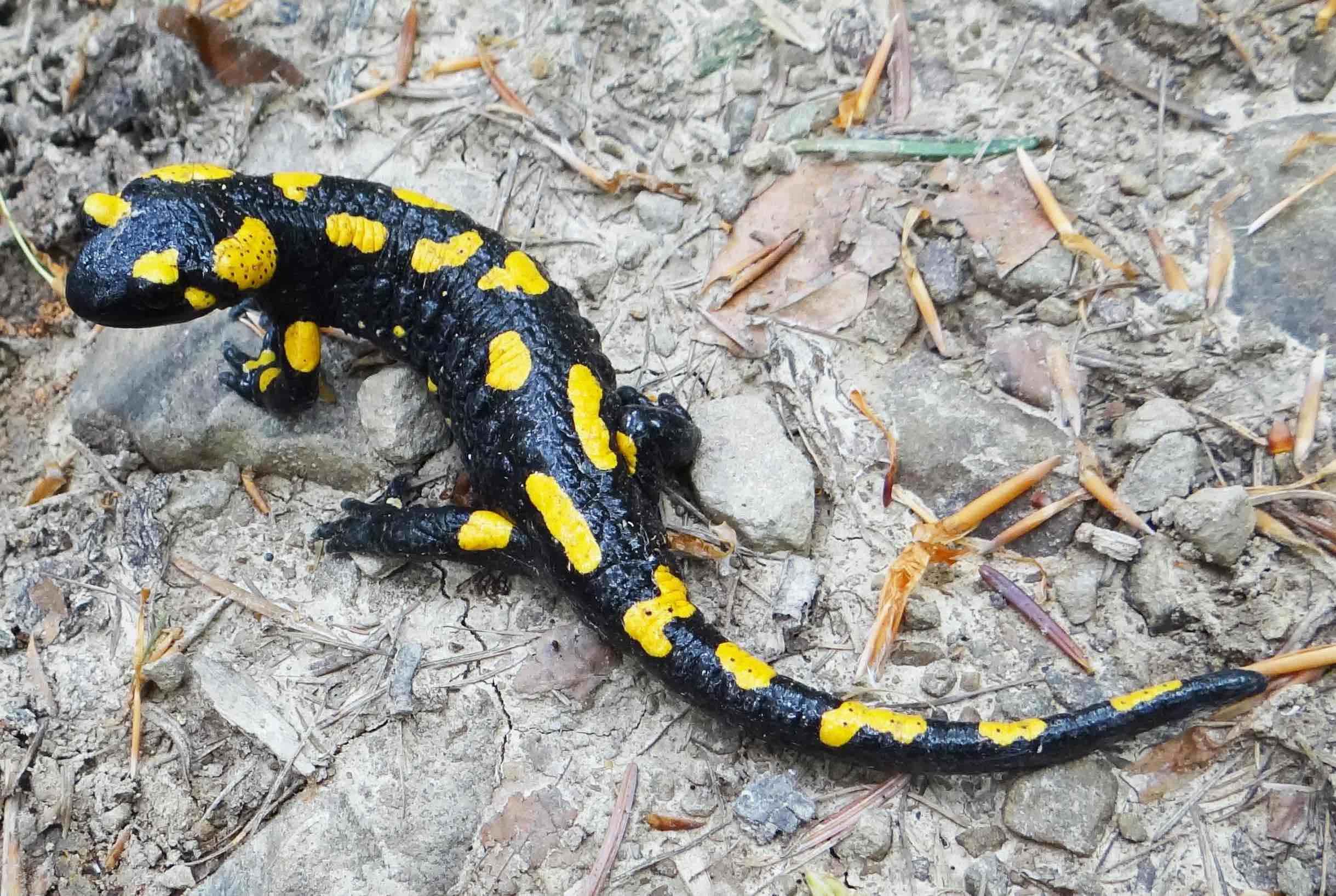 Salamandra (Salamandra salamandra)