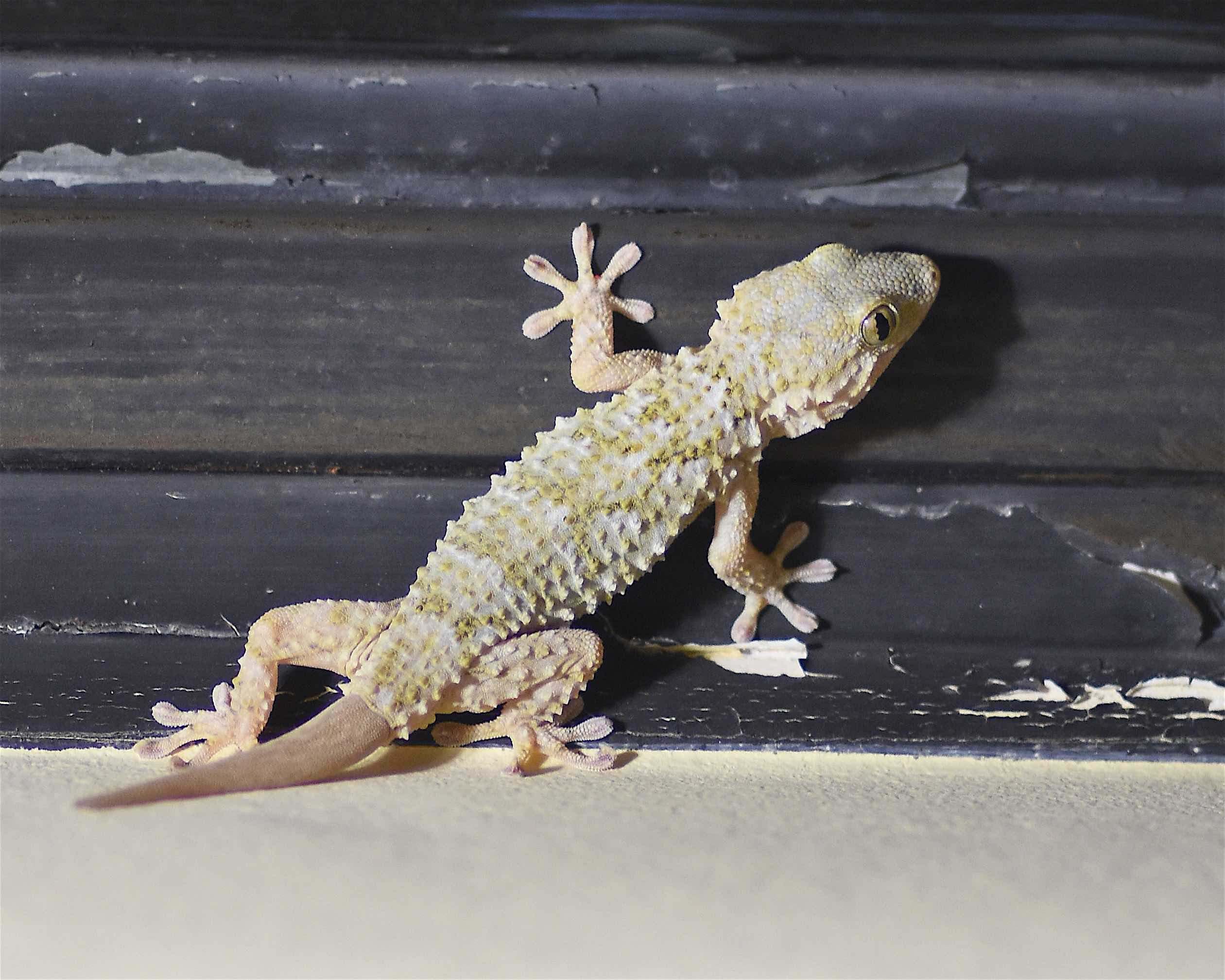Salamanquesa común (Tarentola mauritanica)