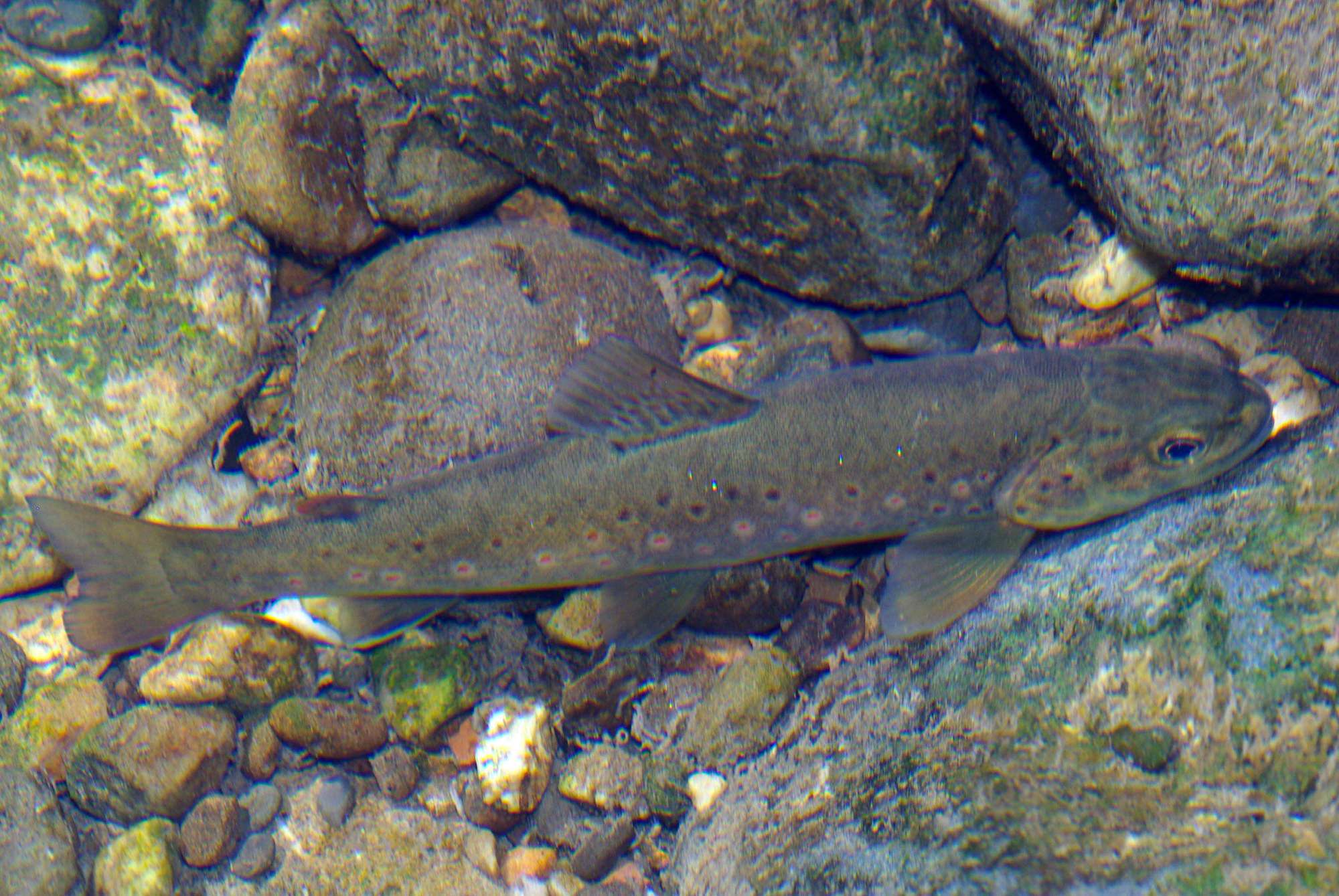trucha (Salmo trutta)