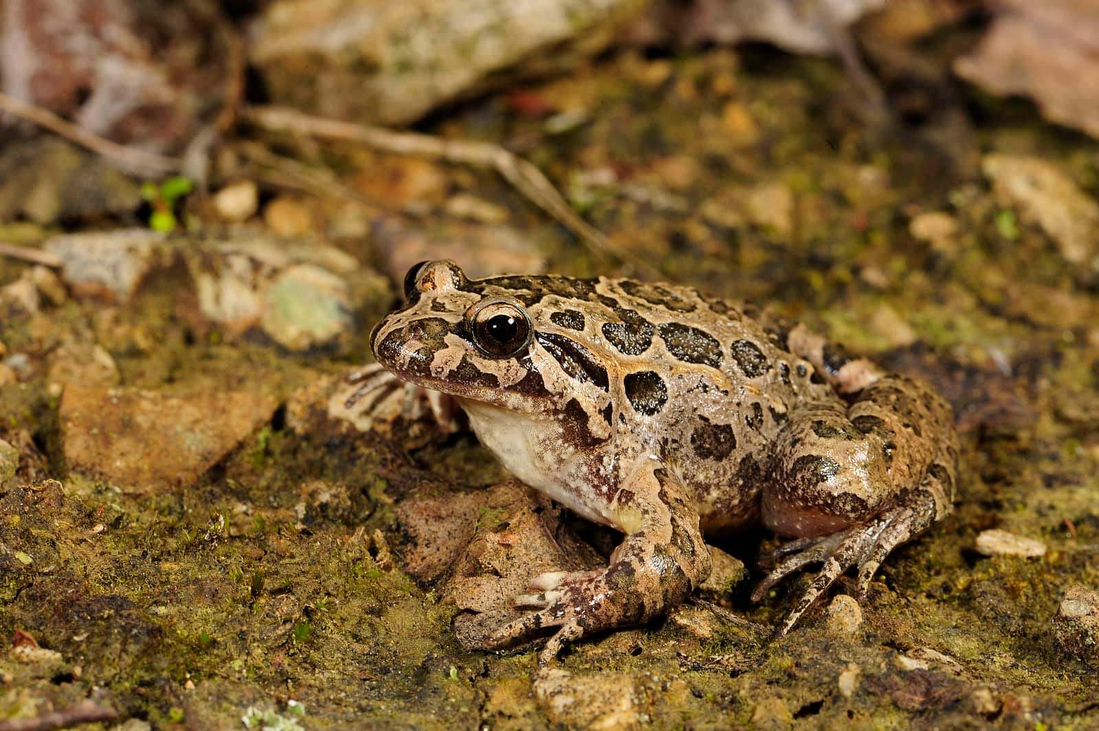 Sapillo pintojo (Discoglossus galganoi)
