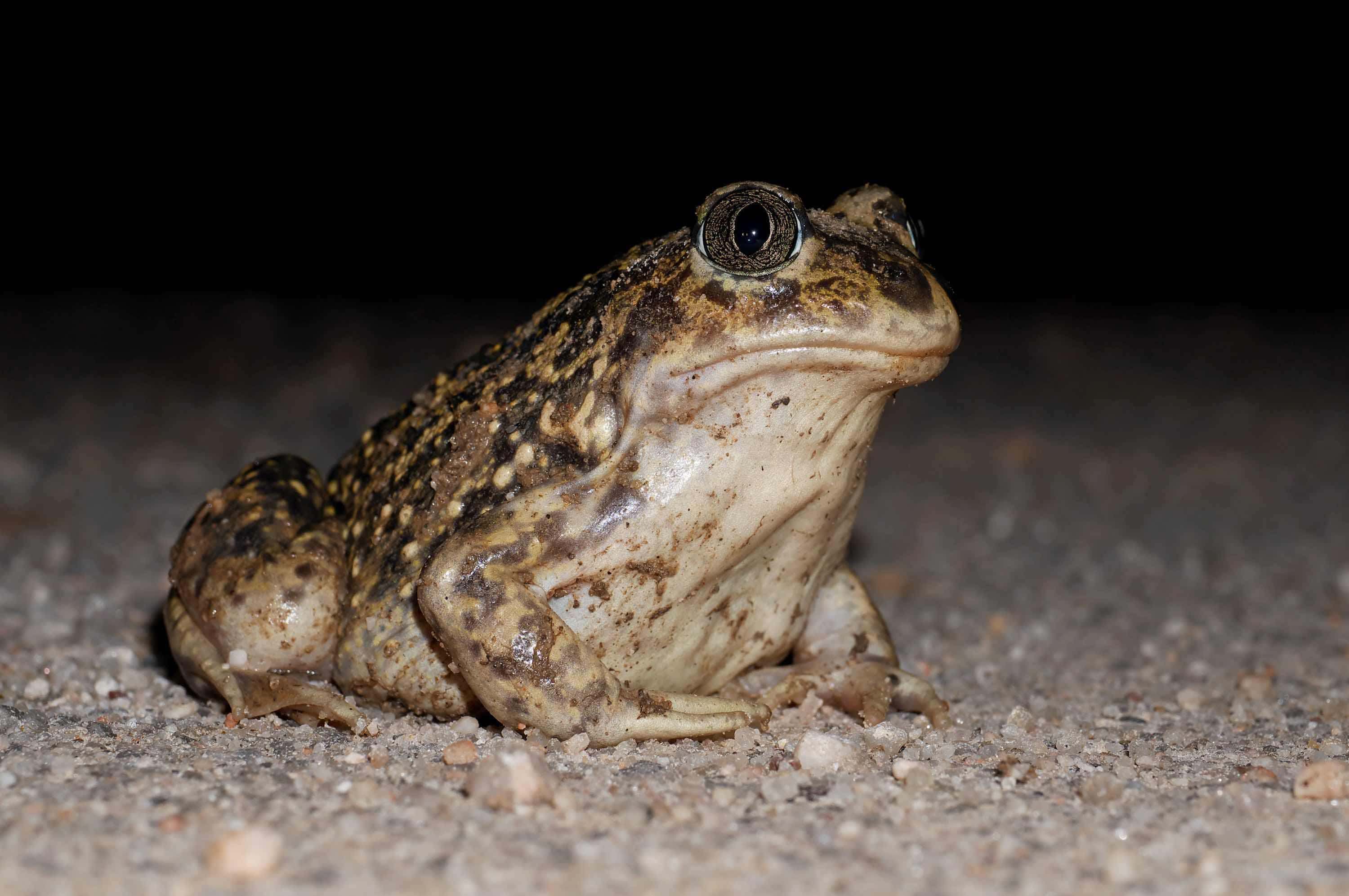 Sapo de espuelas (Pelobates cultripes)