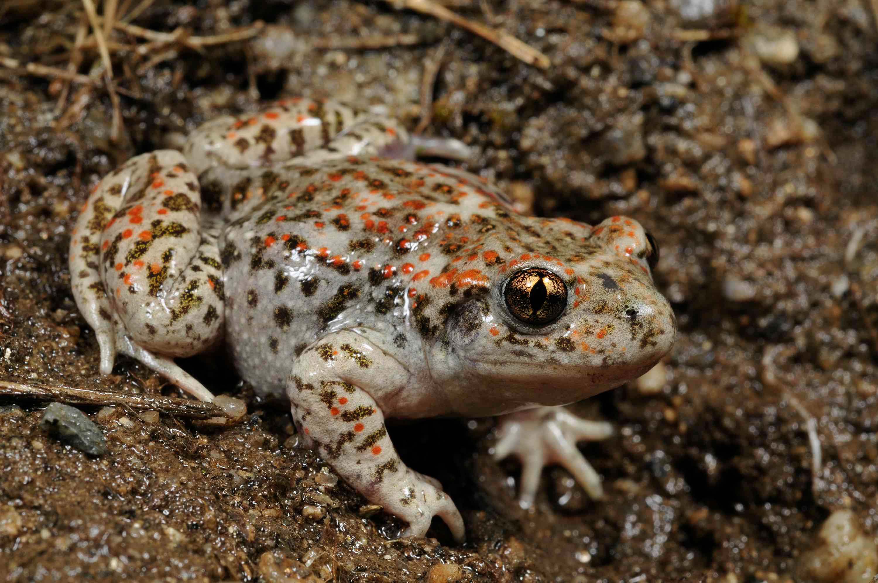 Sapo partero ibérico (Alytes cisternasii)