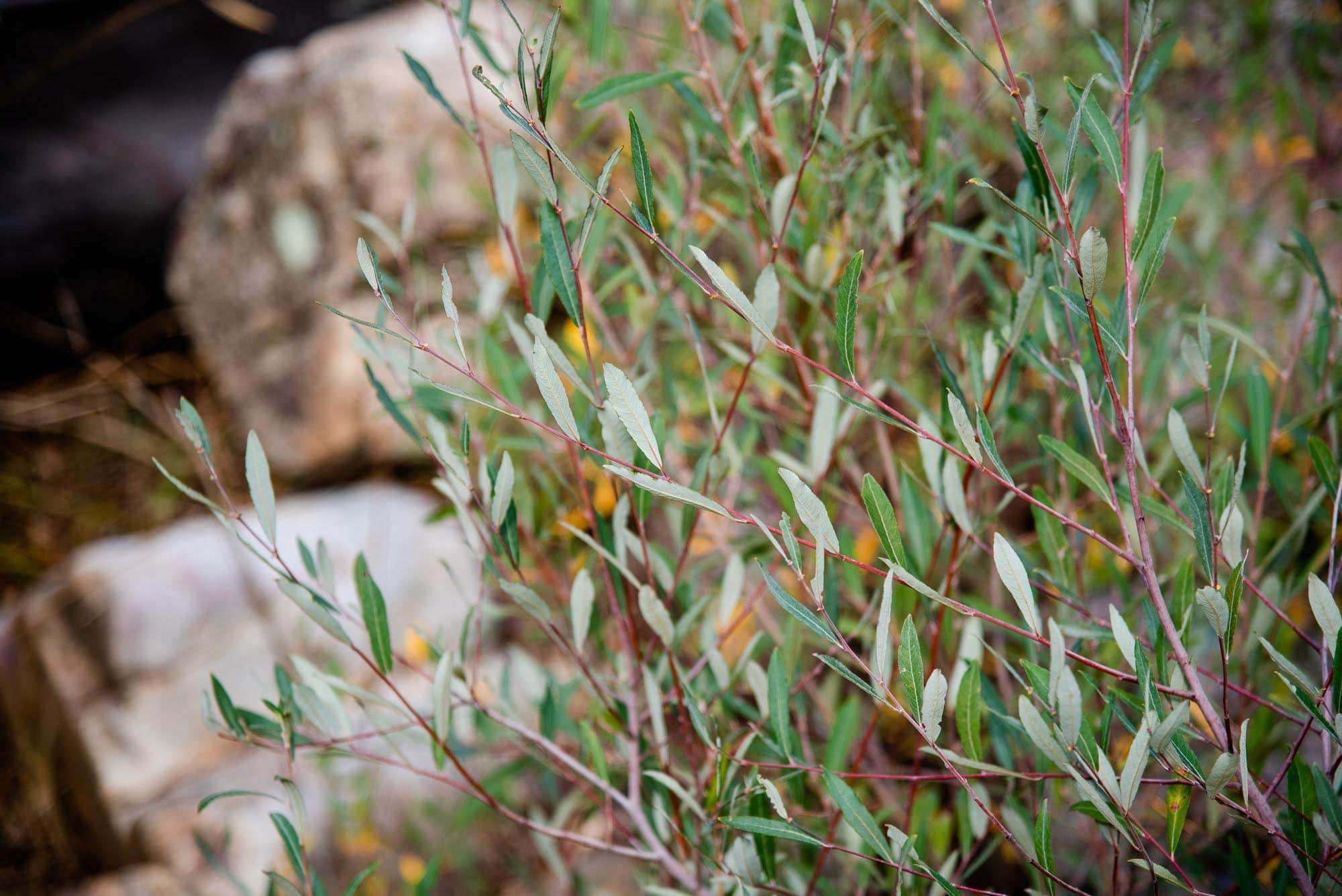 Sauce Salix boqueron