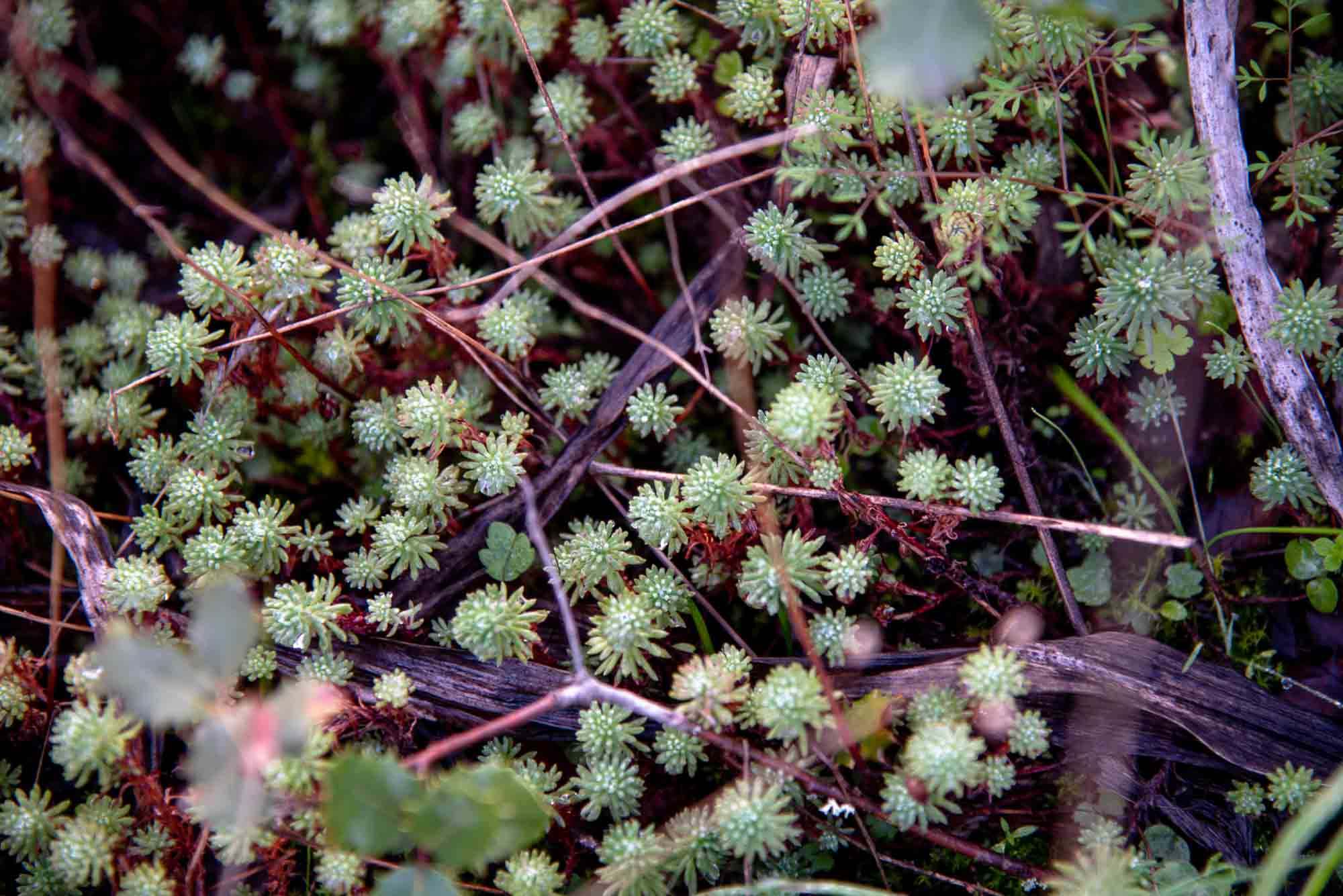 Sedum rupicola plaza de los moros