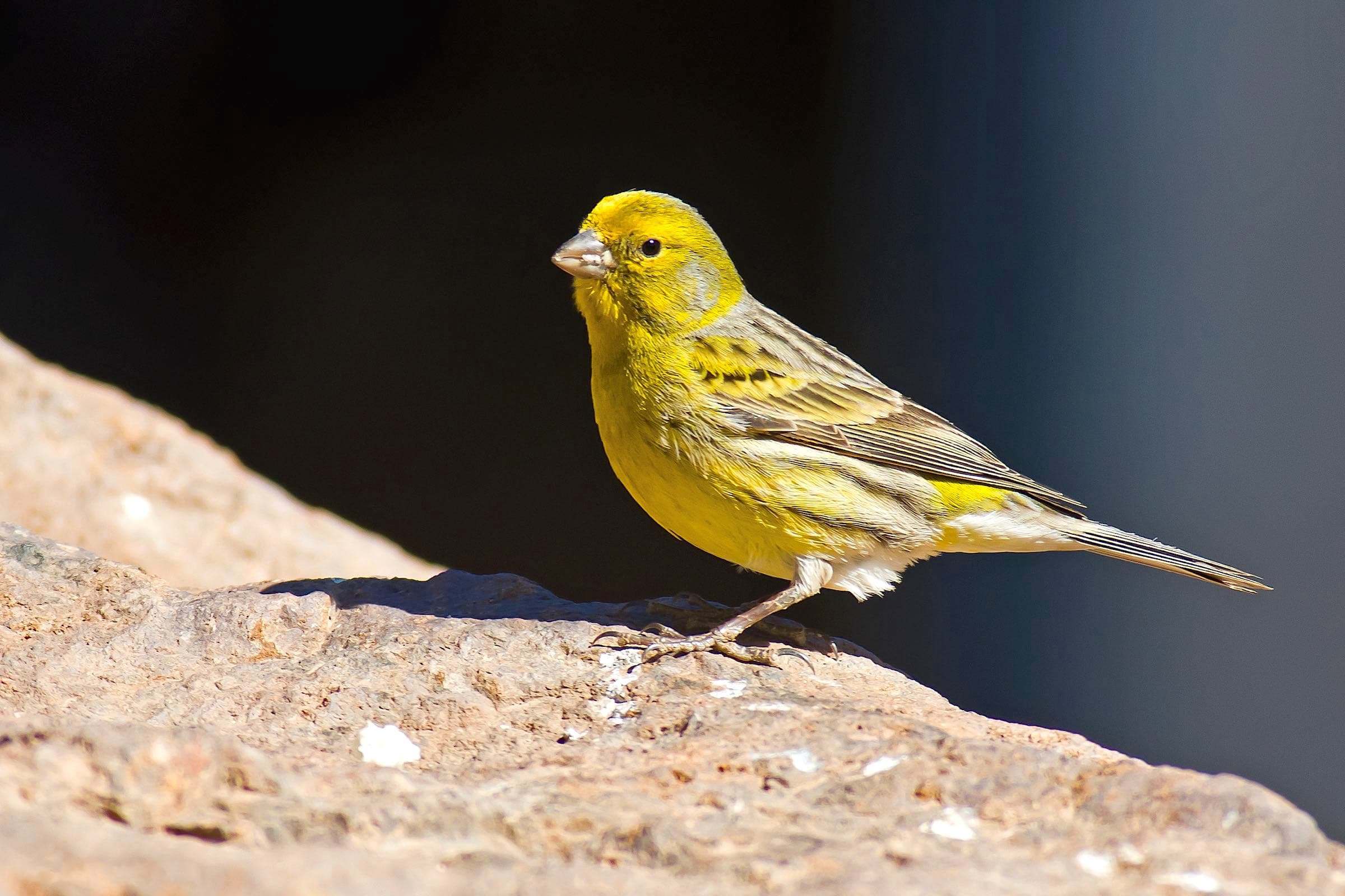 Verdecillo (Serinus serinus) ave de bosque esclerófilo en cabañeros