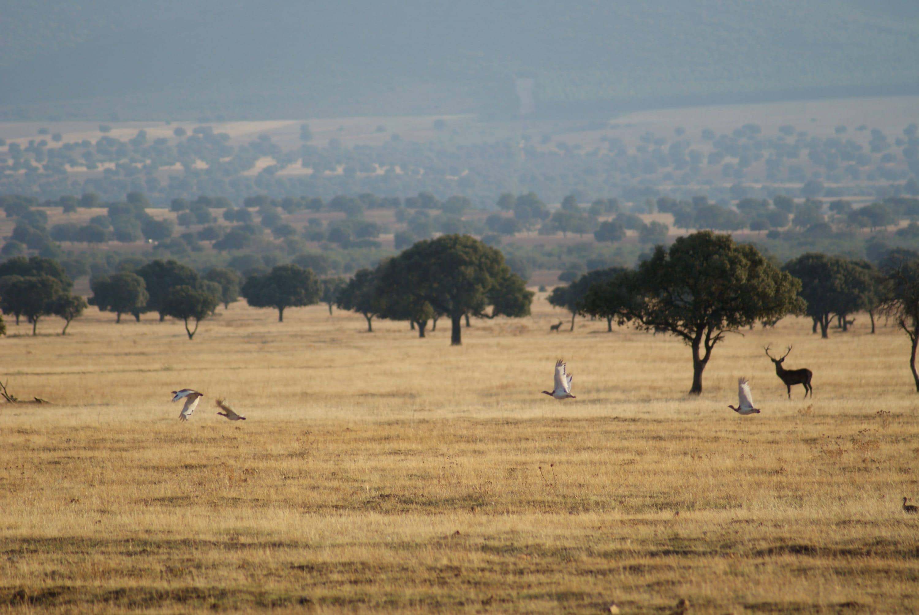 Sisones en la raña de Cabañeros