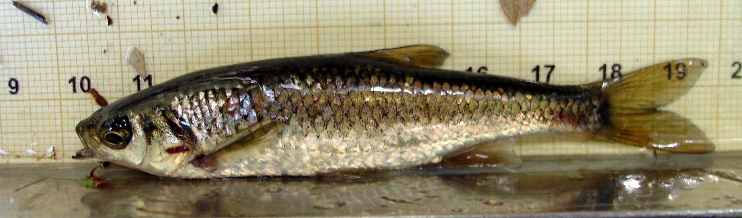 Calandino (Squalius alburnoides)