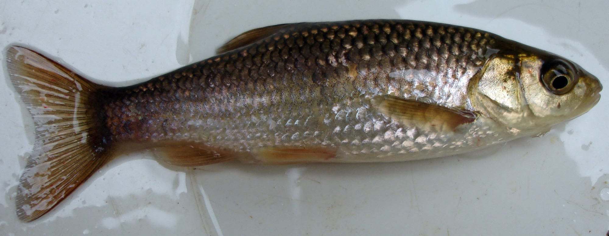 Cacho (Squalius pyrenaicus)