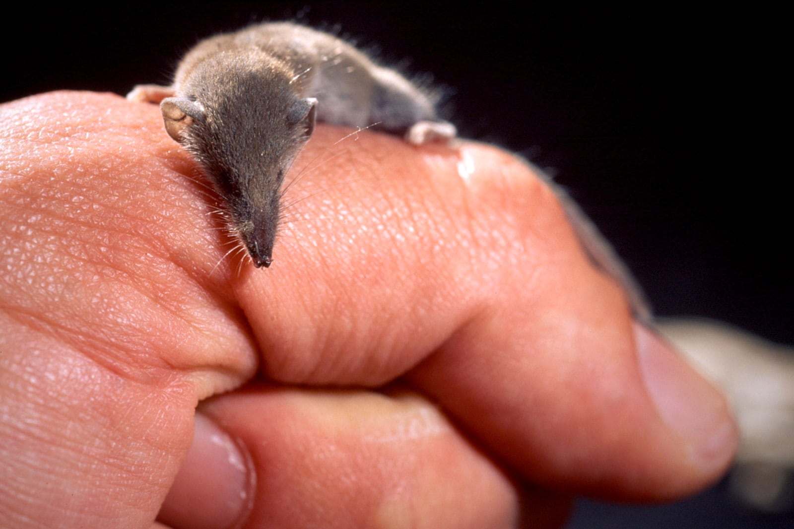 Musarañita (Sincus etruscus) mamífero
